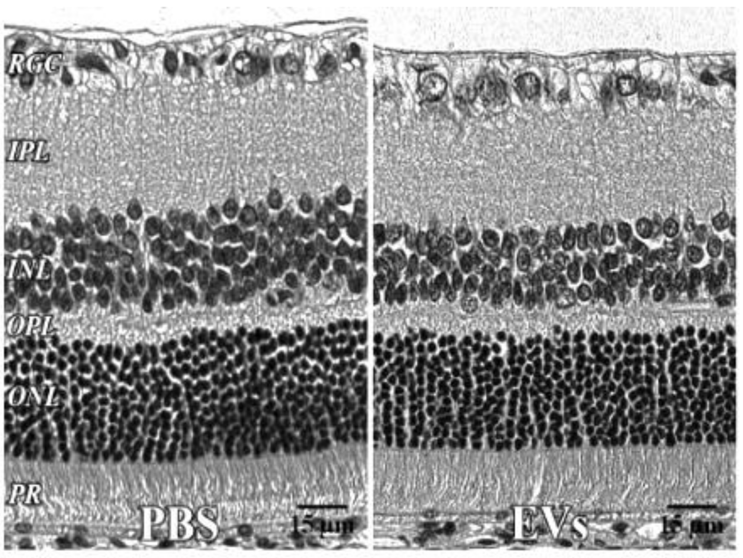 Cells 10 00730 g005 Cells 10 00730 g005