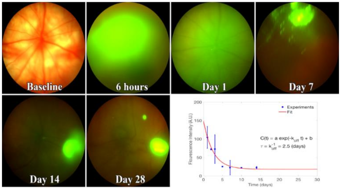 Cells 10 00730 g006 Cells 10 00730 g006
