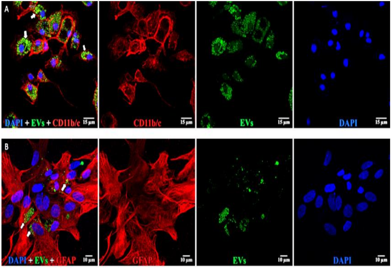 Cells 10 00730 g008 Cells 10 00730 g008
