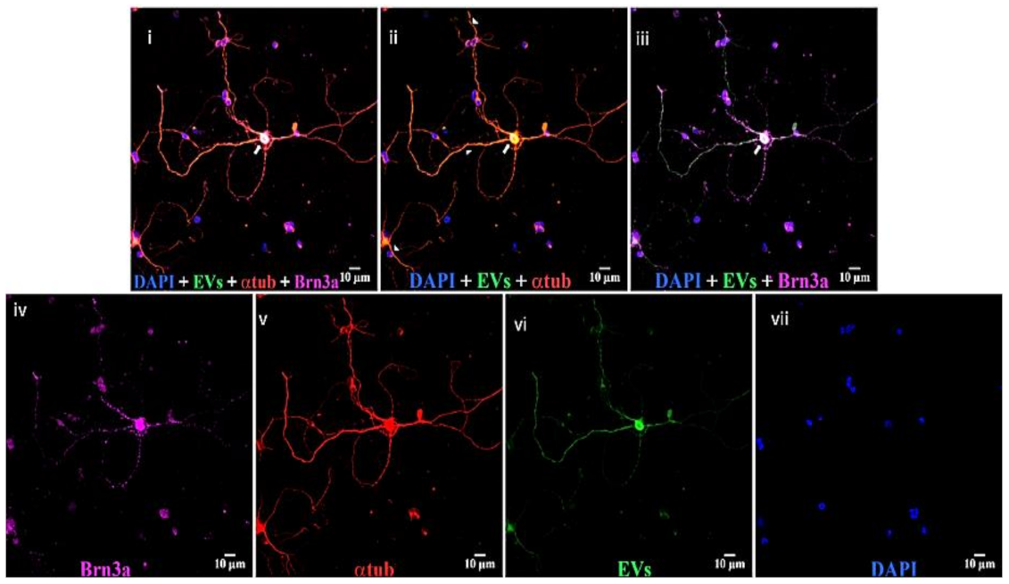Cells 10 00730 g009 Cells 10 00730 g009