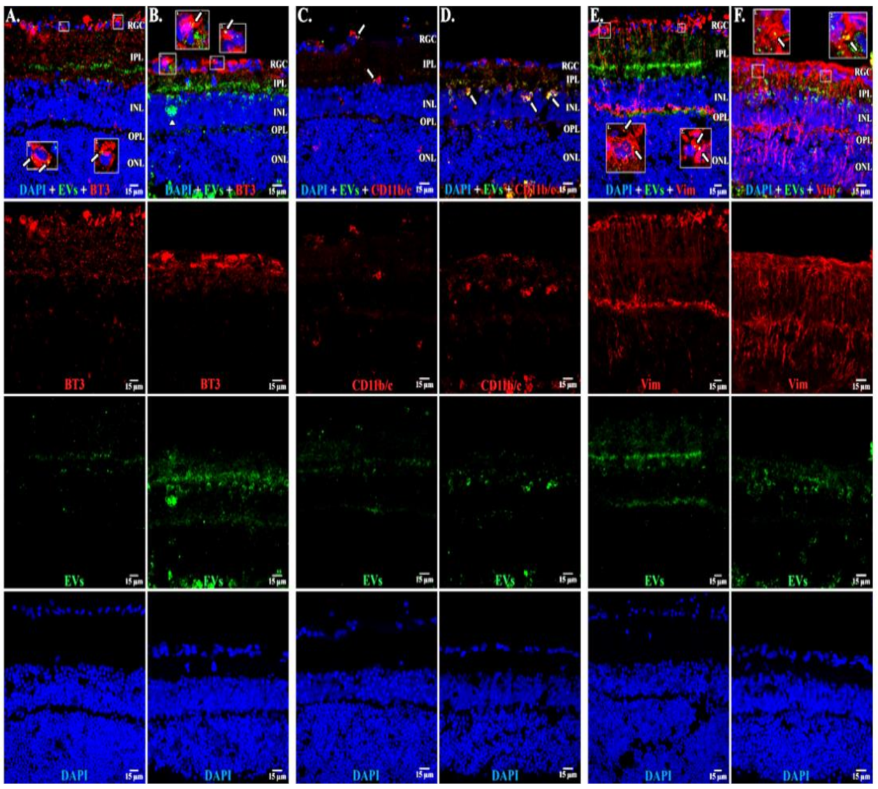 Cells 10 00730 g010 Cells 10 00730 g010
