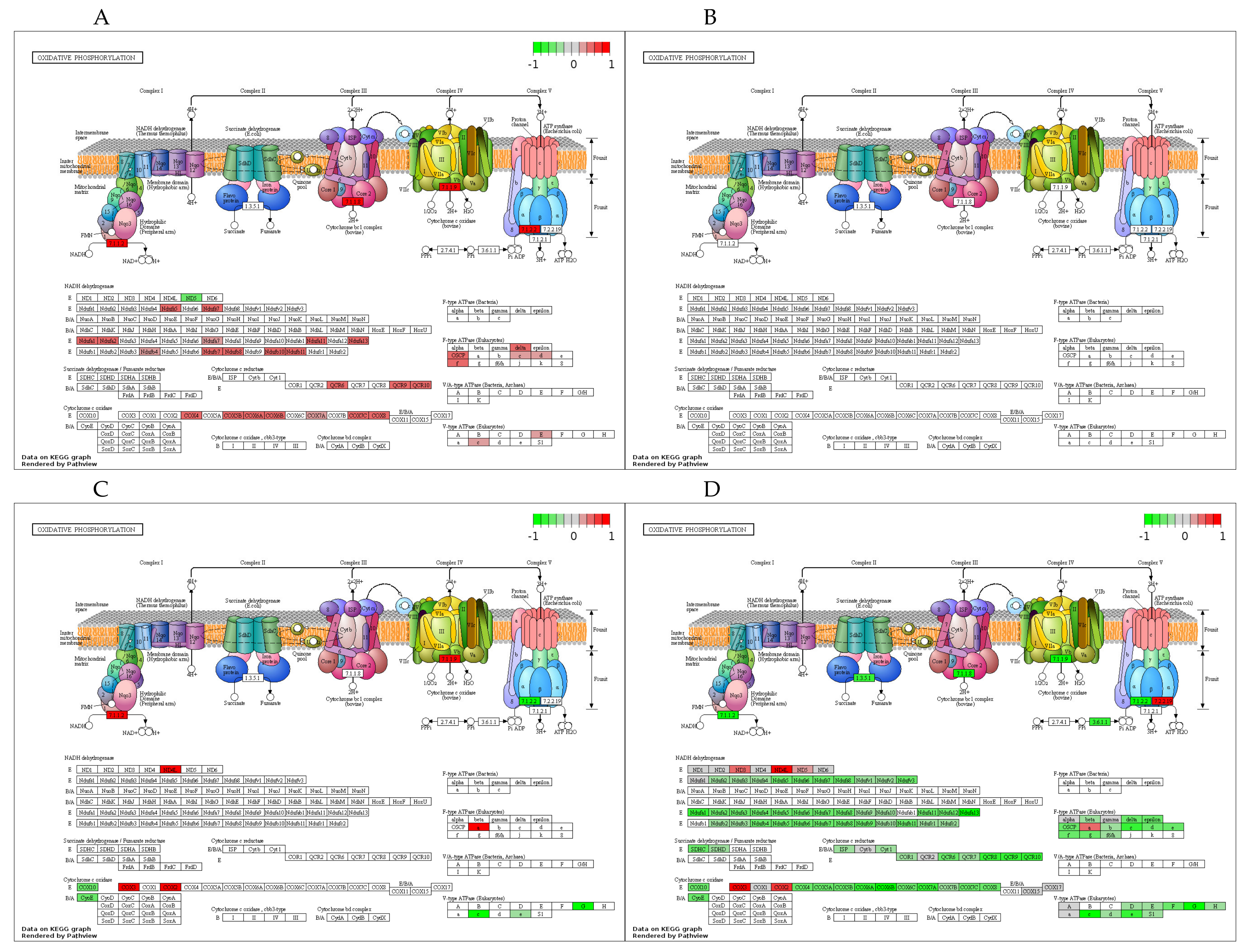 Cells 10 00736 g006 Cells 10 00736 g006
