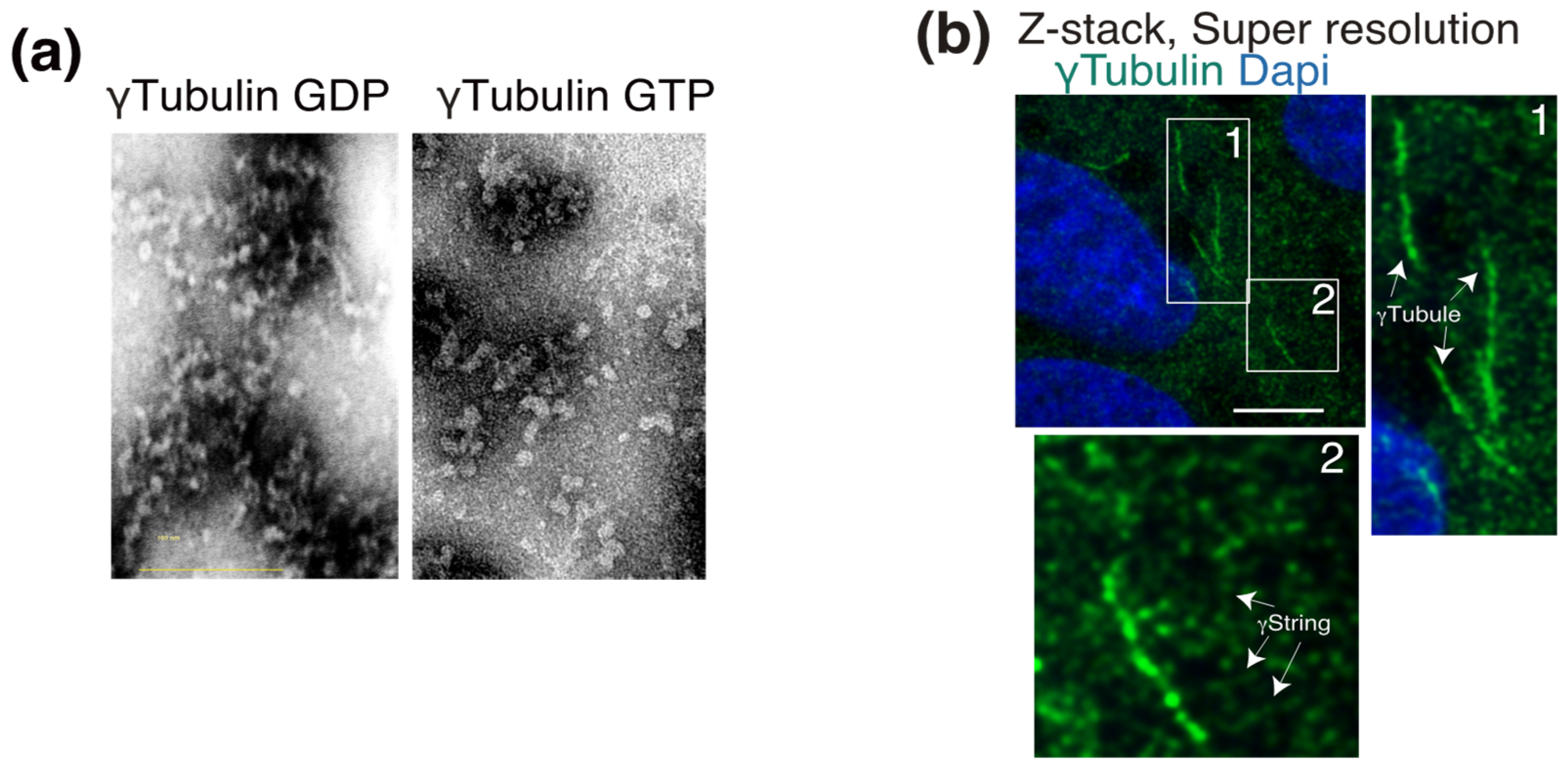 Cells 10 00745 g002 Cells 10 00745 g002
