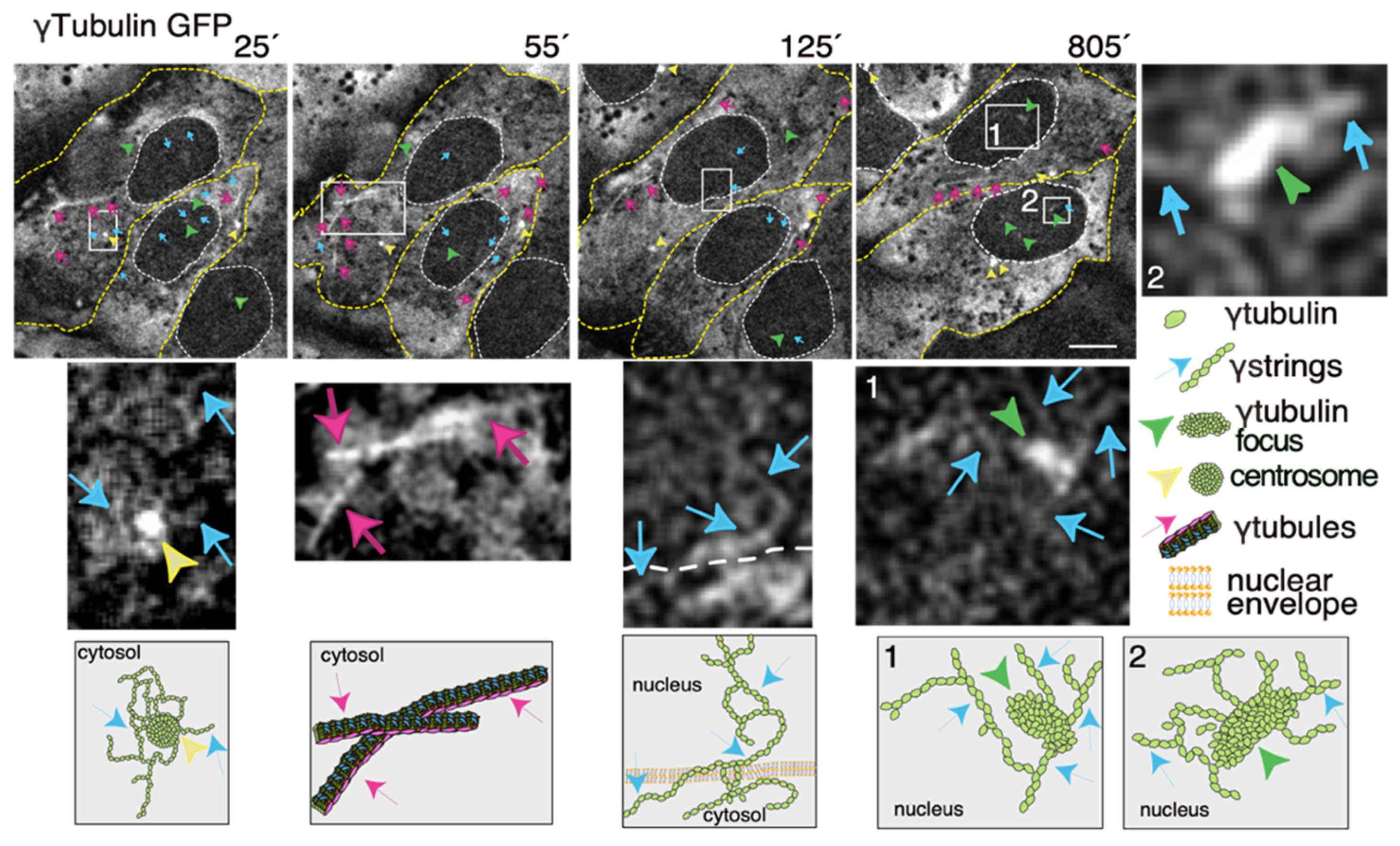 Cells 10 00745 g003 Cells 10 00745 g003