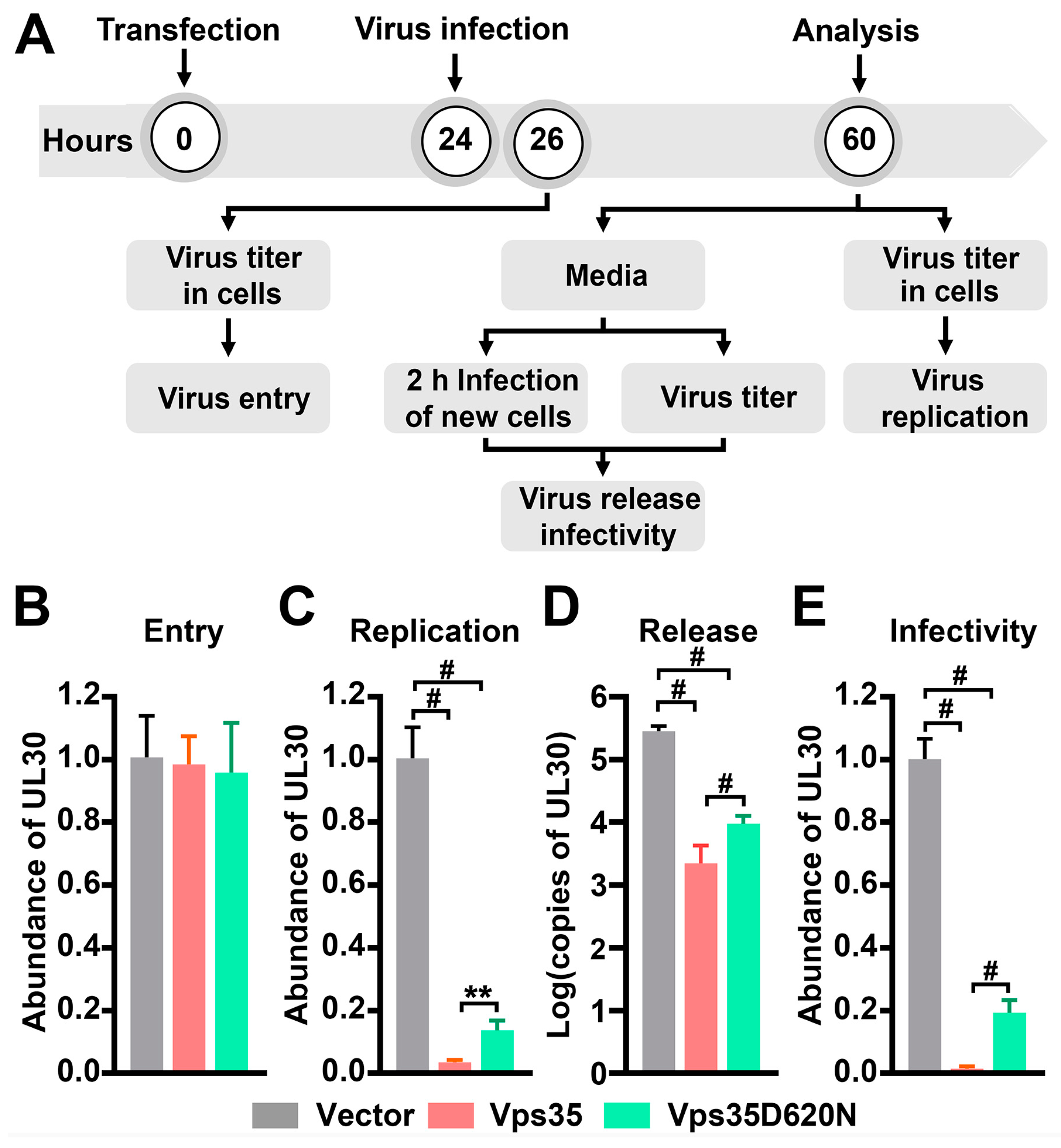 Cells 10 00746 g001 Cells 10 00746 g001