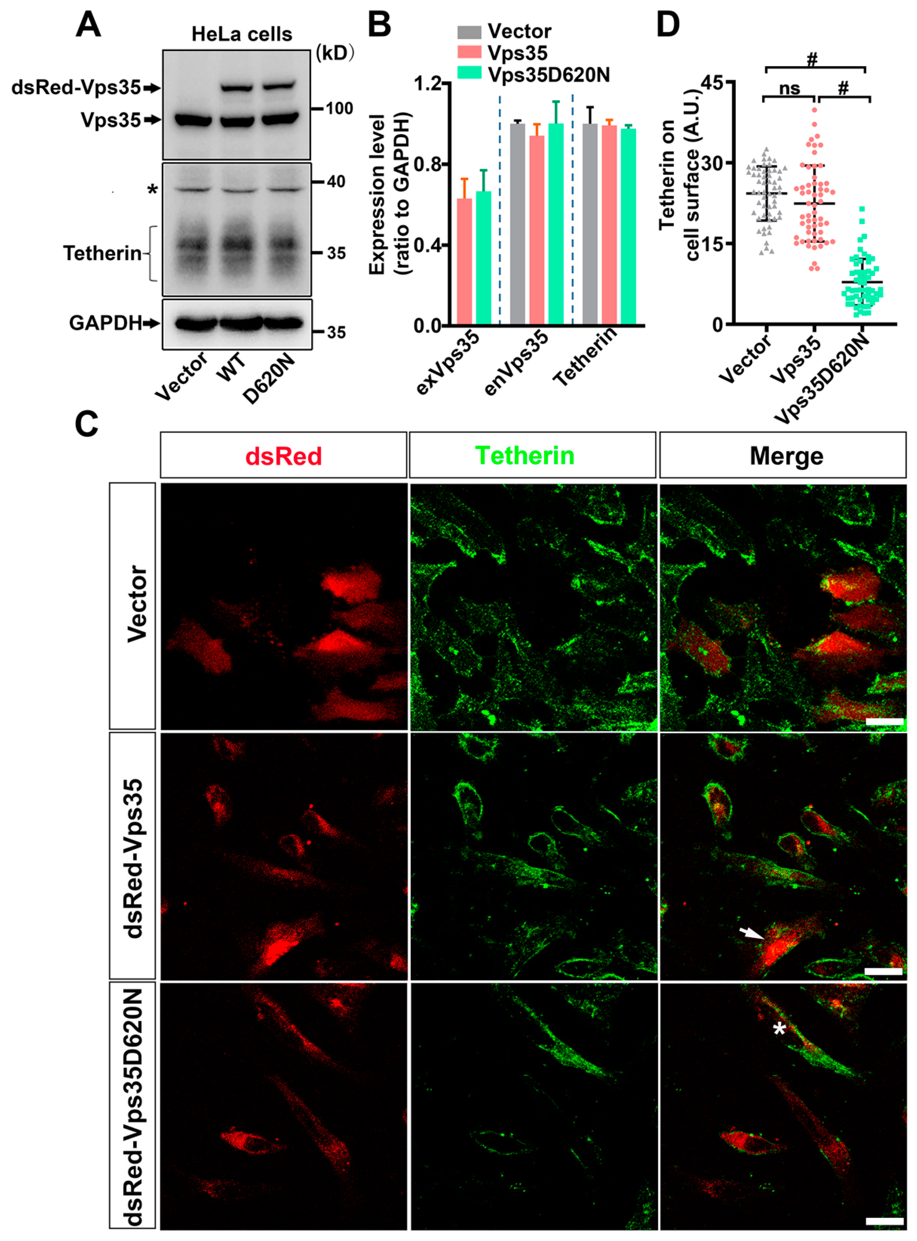 Cells 10 00746 g002 Cells 10 00746 g002