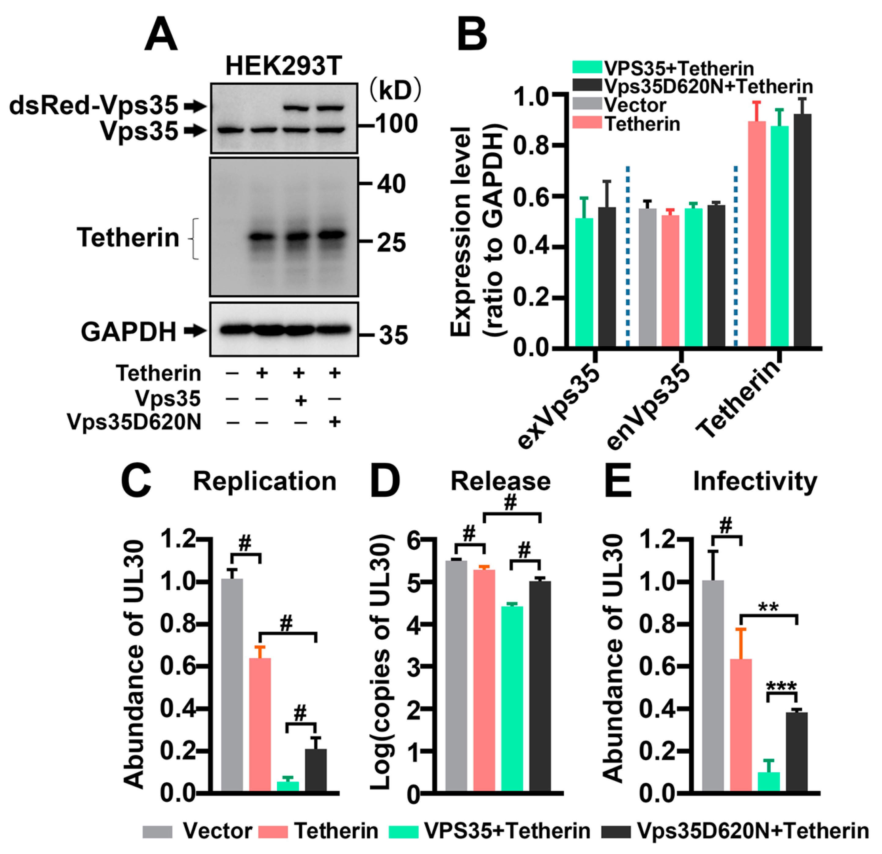 Cells 10 00746 g003 Cells 10 00746 g003