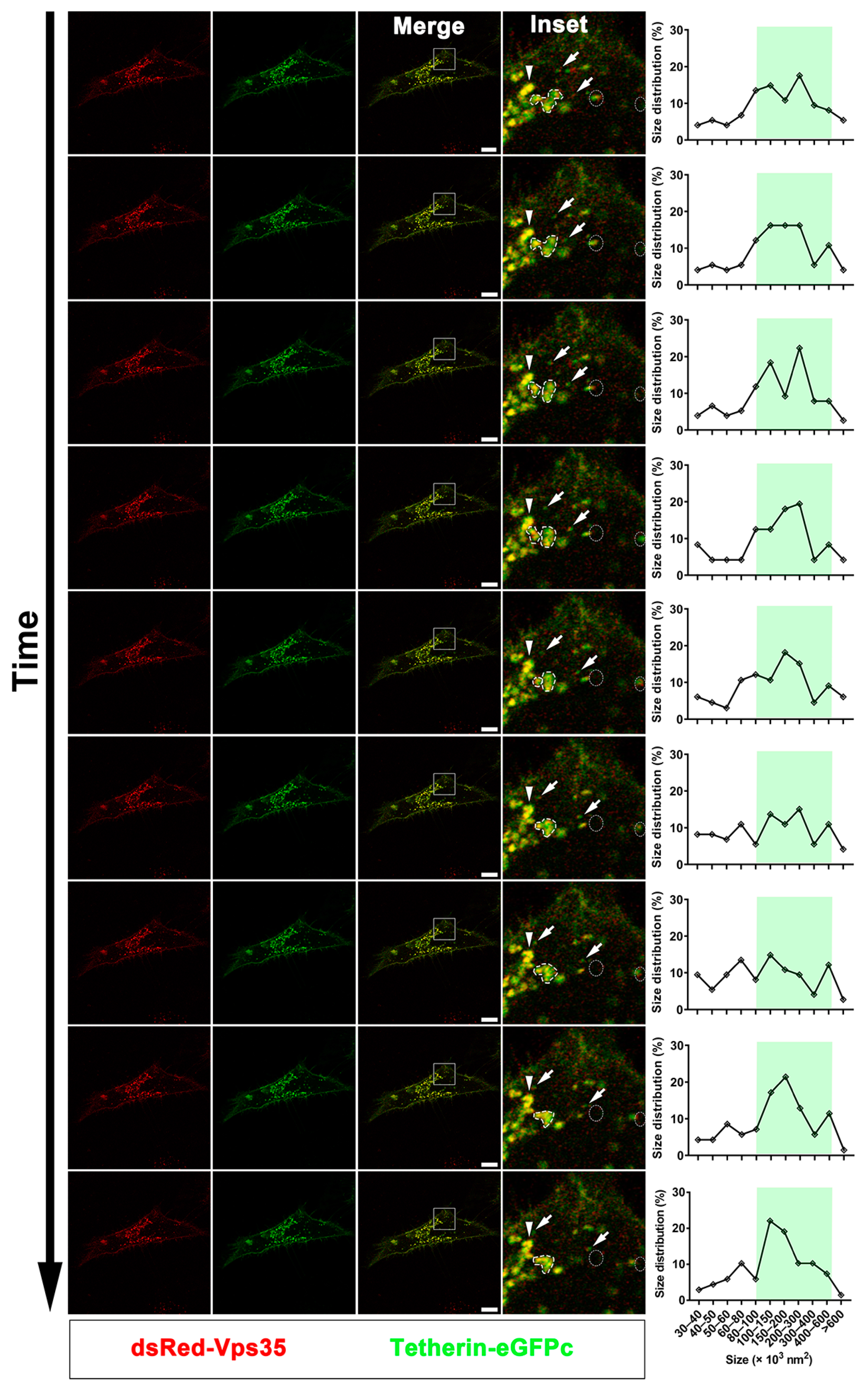 Cells 10 00746 g005a Cells 10 00746 g005a