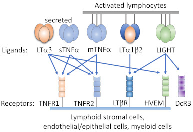 LTβR Signaling Controls Lymphatic Migration of Immune Cells