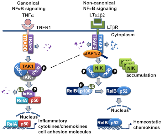 Cells 10 00747 g002 Cells 10 00747 g002