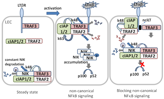 Cells 10 00747 g003 Cells 10 00747 g003