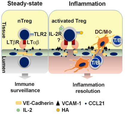 Cells 10 00747 g004 Cells 10 00747 g004