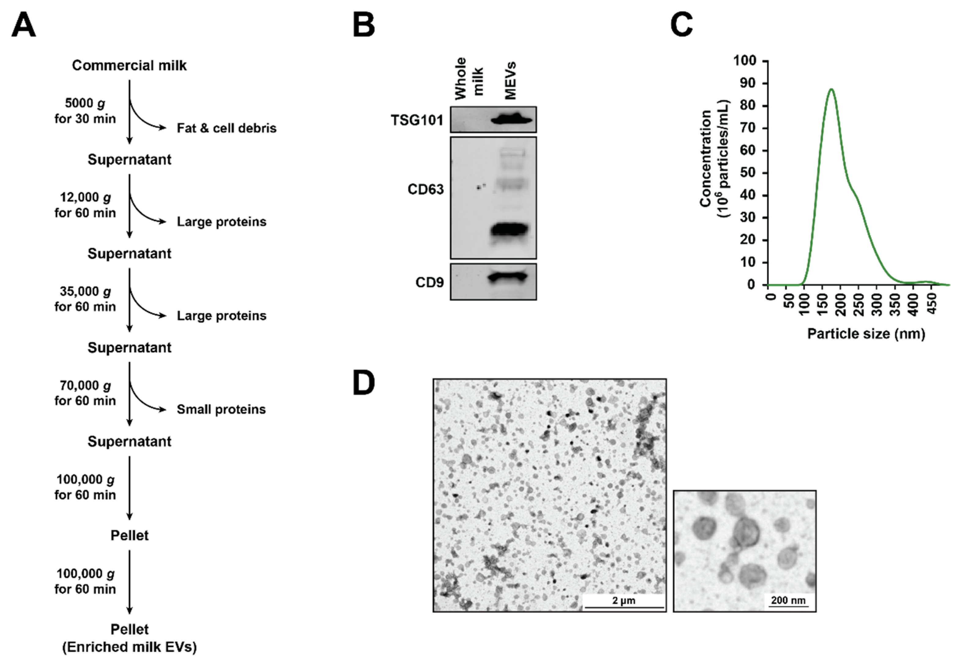 Cells 10 00750 g001 Cells 10 00750 g001