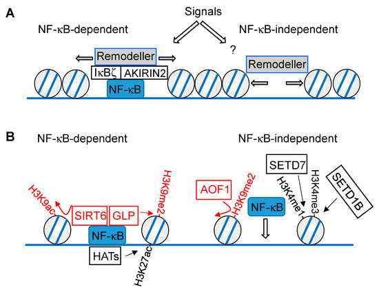 Cells Free Full Text Regulation Of Transcription Factor Nf Kb In Its Natural Habitat The Nucleus Html