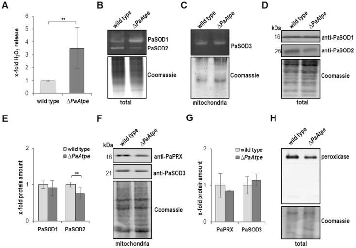 Cells 10 00757 g002 Cells 10 00757 g002