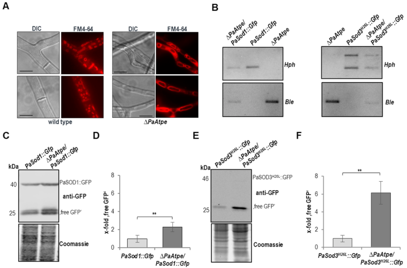 Cells 10 00757 g003 Cells 10 00757 g003