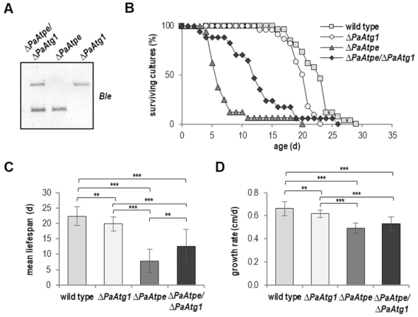 Cells 10 00757 g004 Cells 10 00757 g004