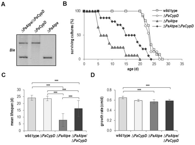 Cells 10 00757 g006 Cells 10 00757 g006