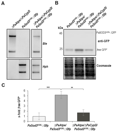 Cells 10 00757 g007 Cells 10 00757 g007