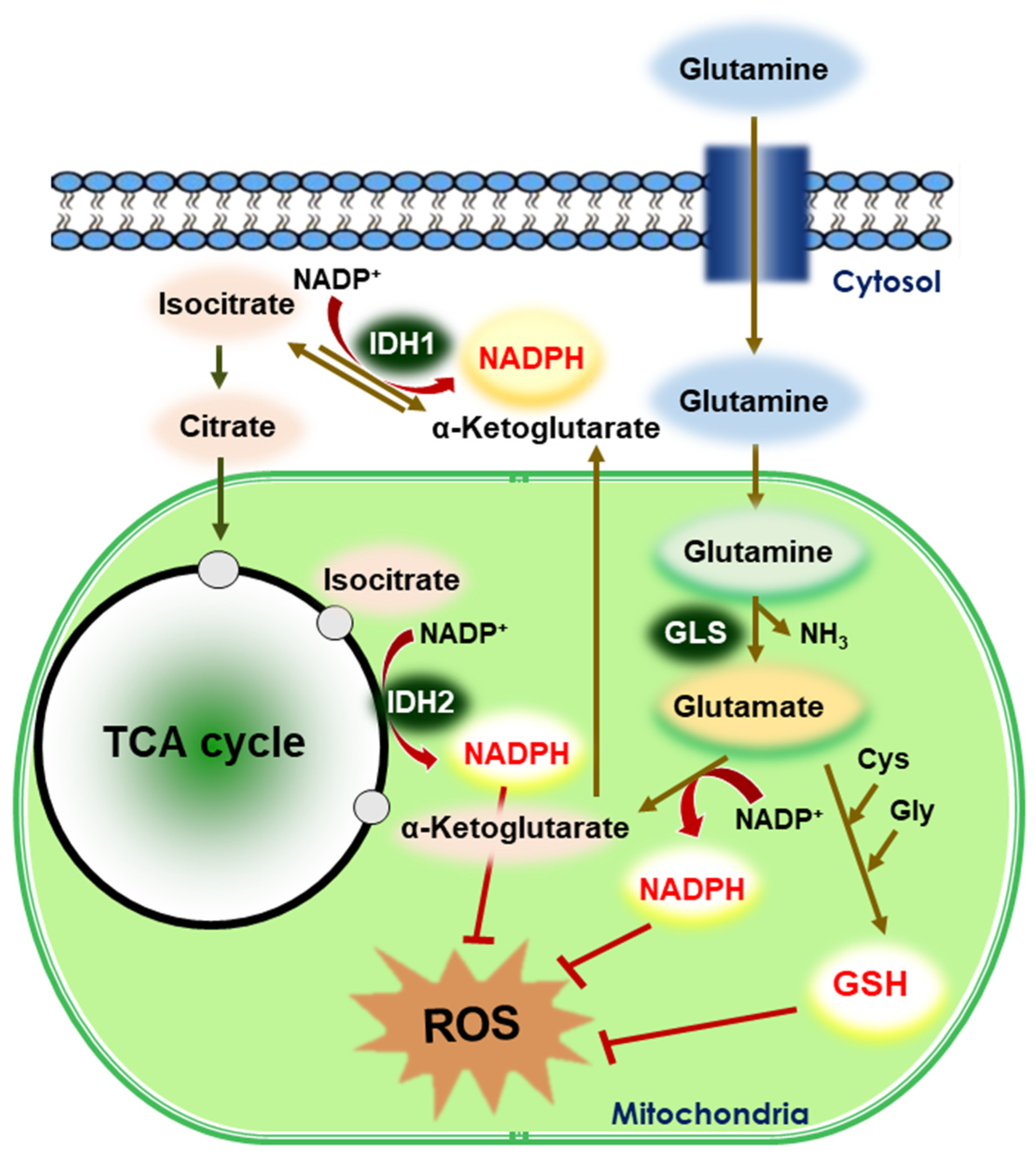 Cells 10 00758 g005 Cells 10 00758 g005