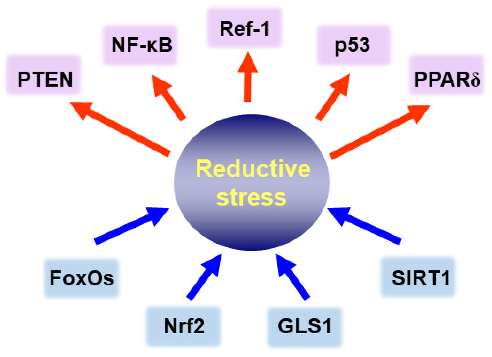 Cells 10 00758 g006 Cells 10 00758 g006