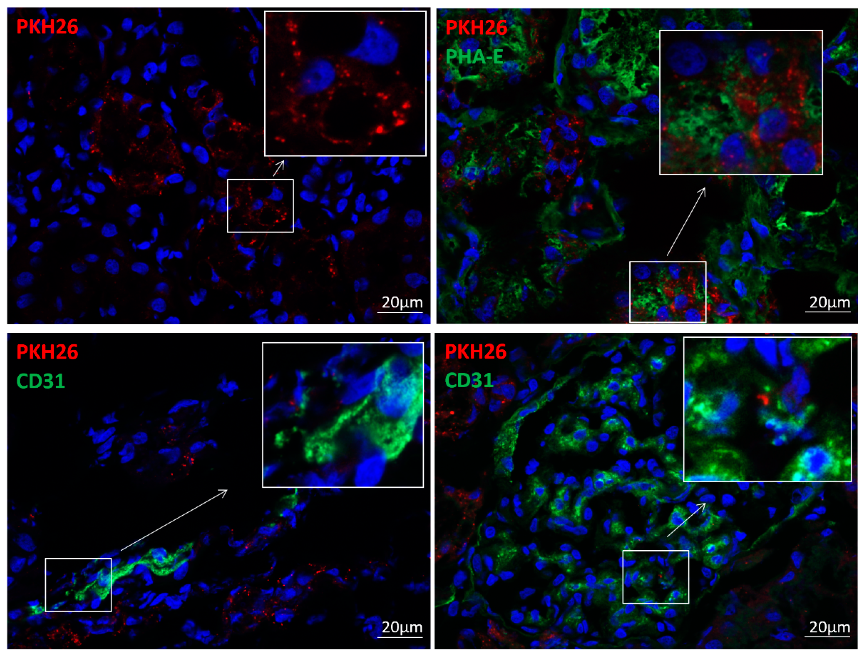 Cells 10 00763 g001 Cells 10 00763 g001