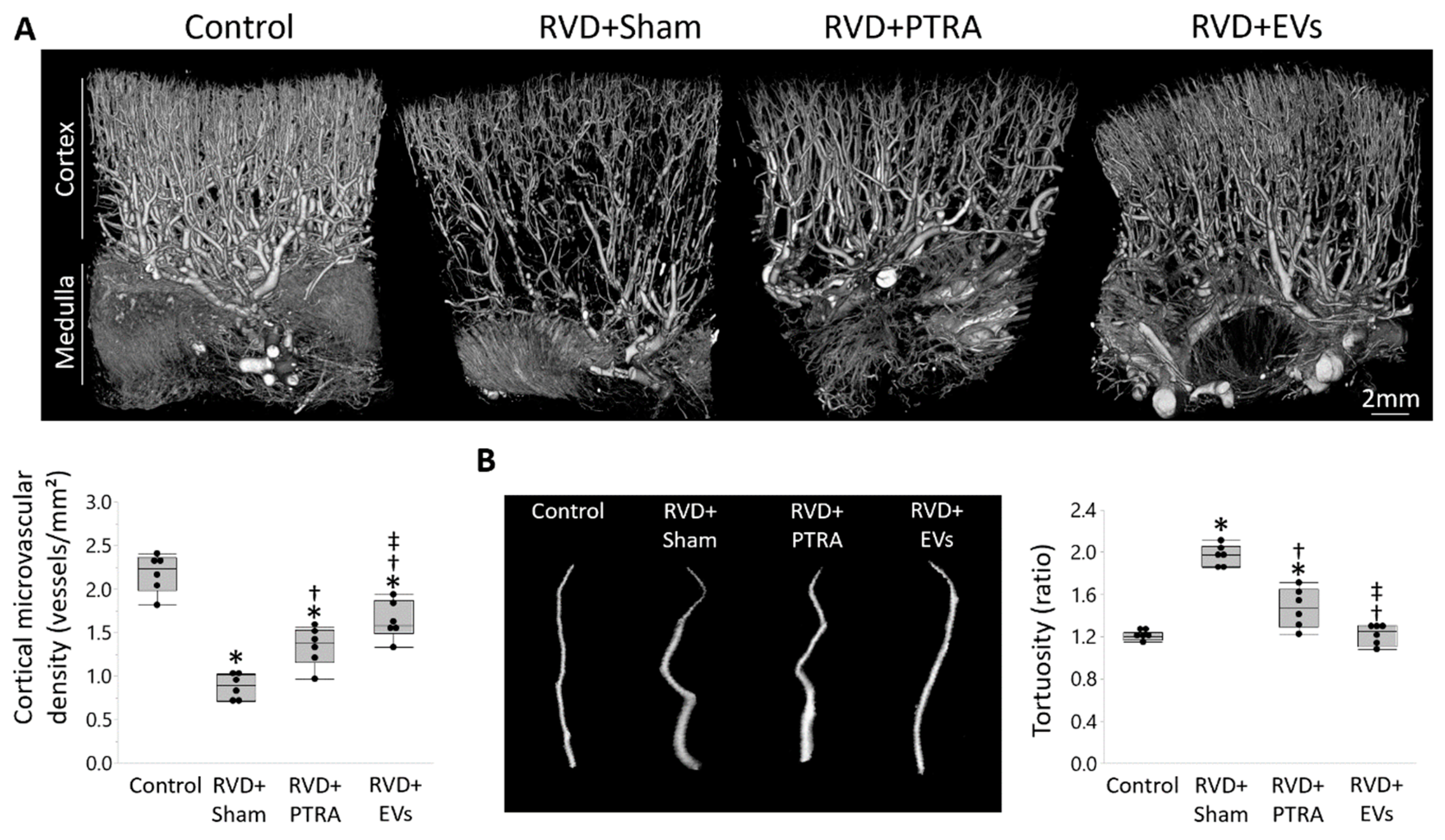 Cells 10 00763 g002 Cells 10 00763 g002