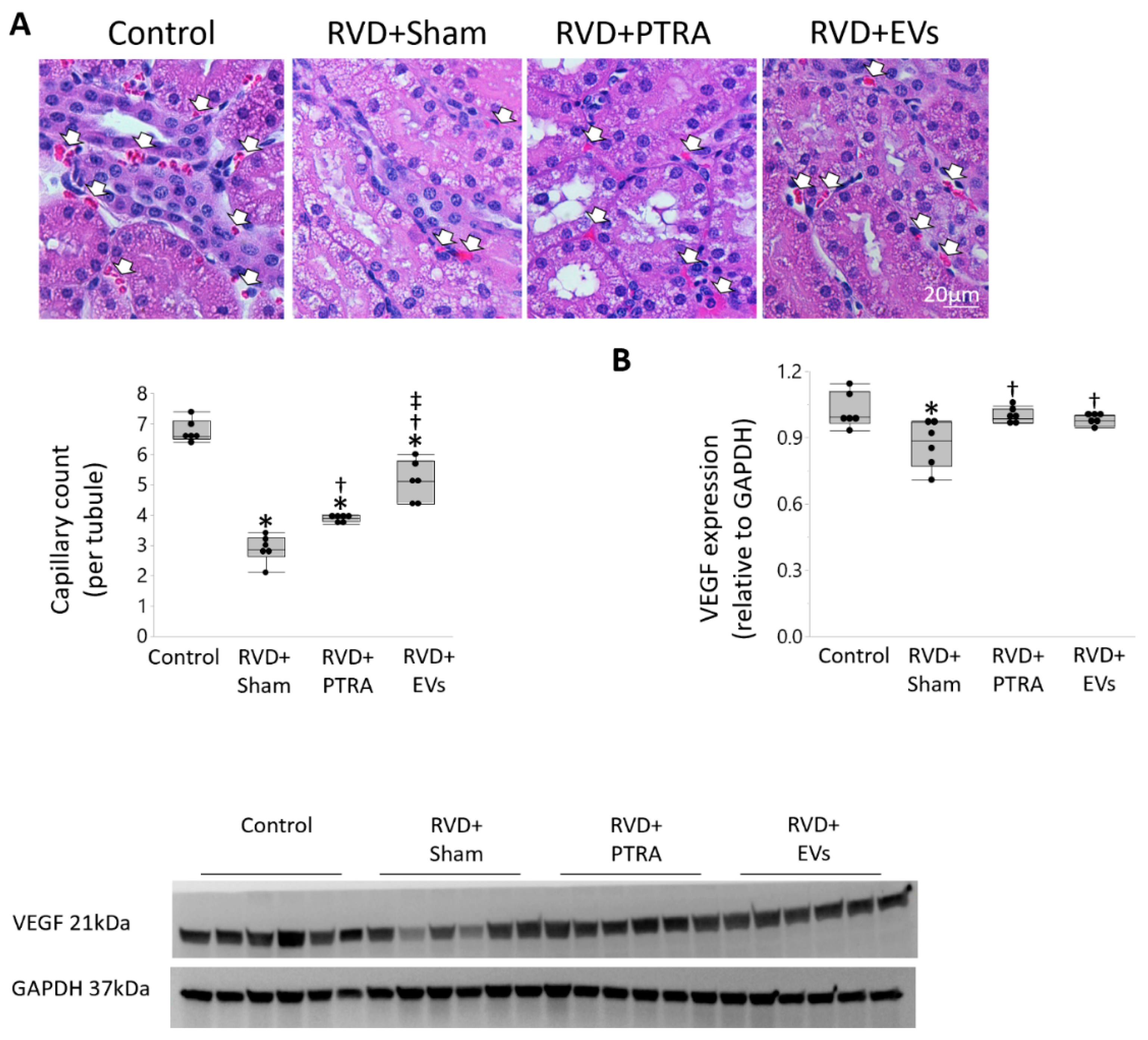 Cells 10 00763 g003 Cells 10 00763 g003