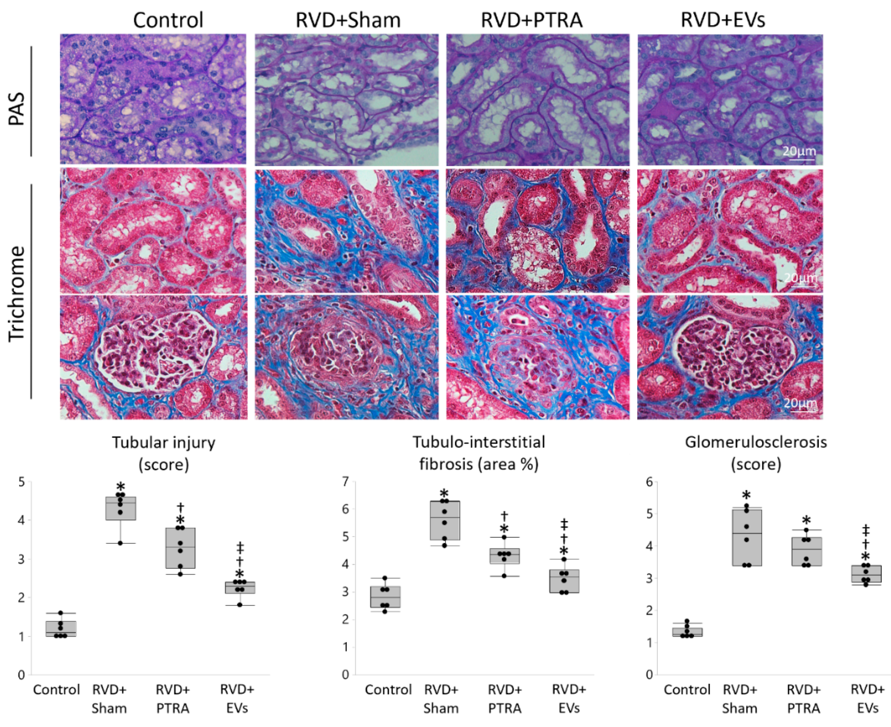Cells 10 00763 g005 Cells 10 00763 g005
