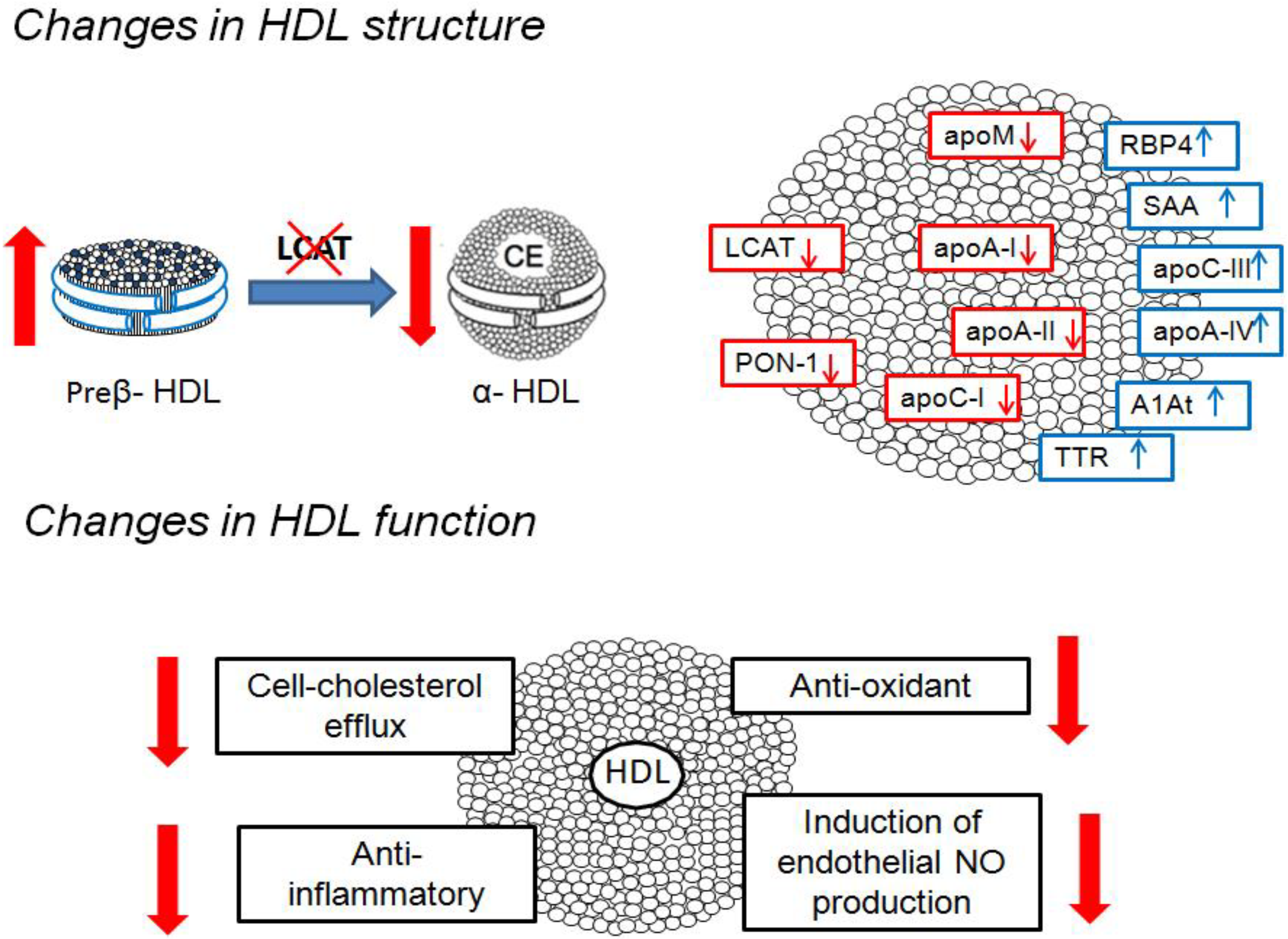 Cells Free Full Text High Density Lipoproteins And The Kidney Html