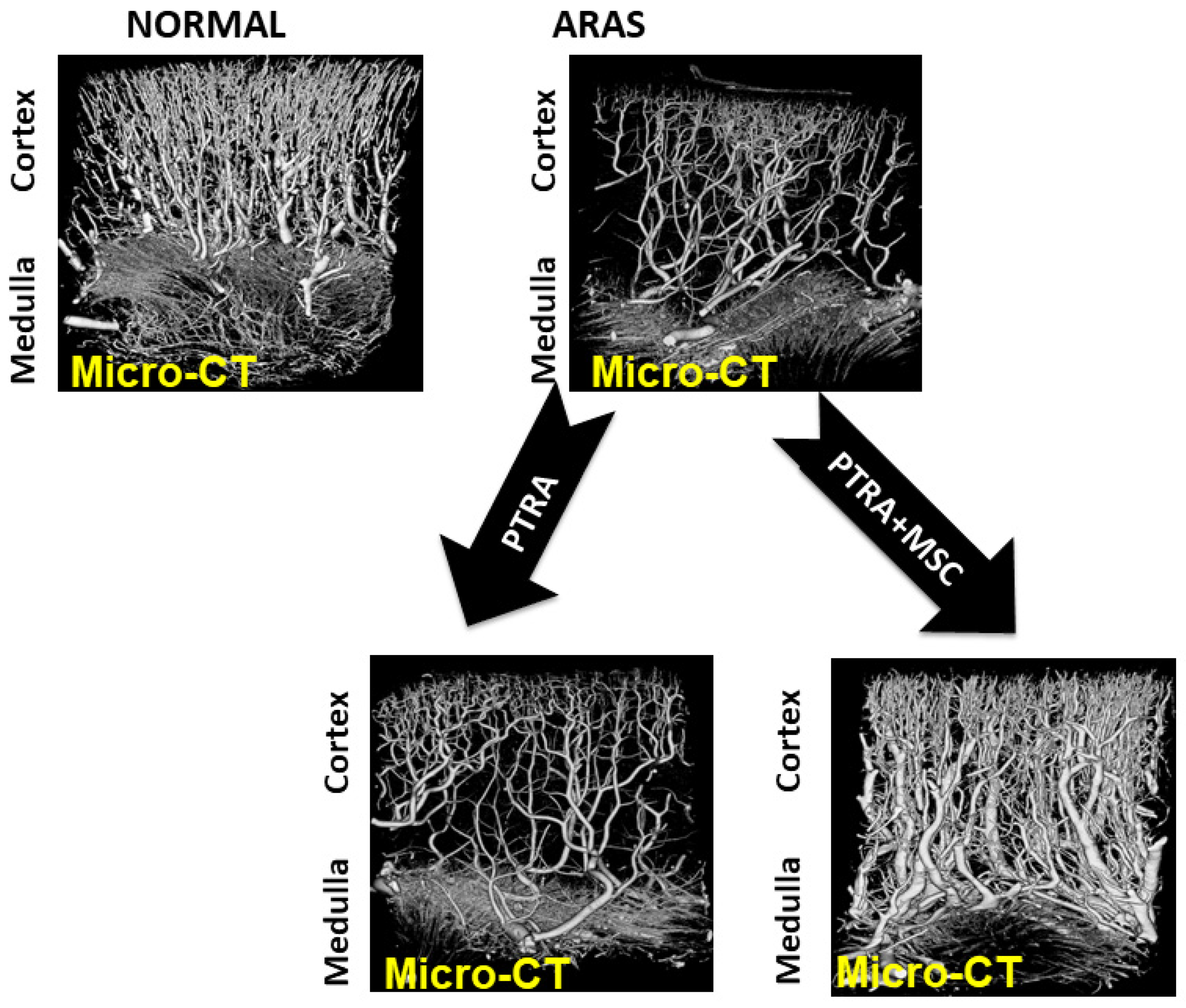 Cells 10 00765 g002 Cells 10 00765 g002