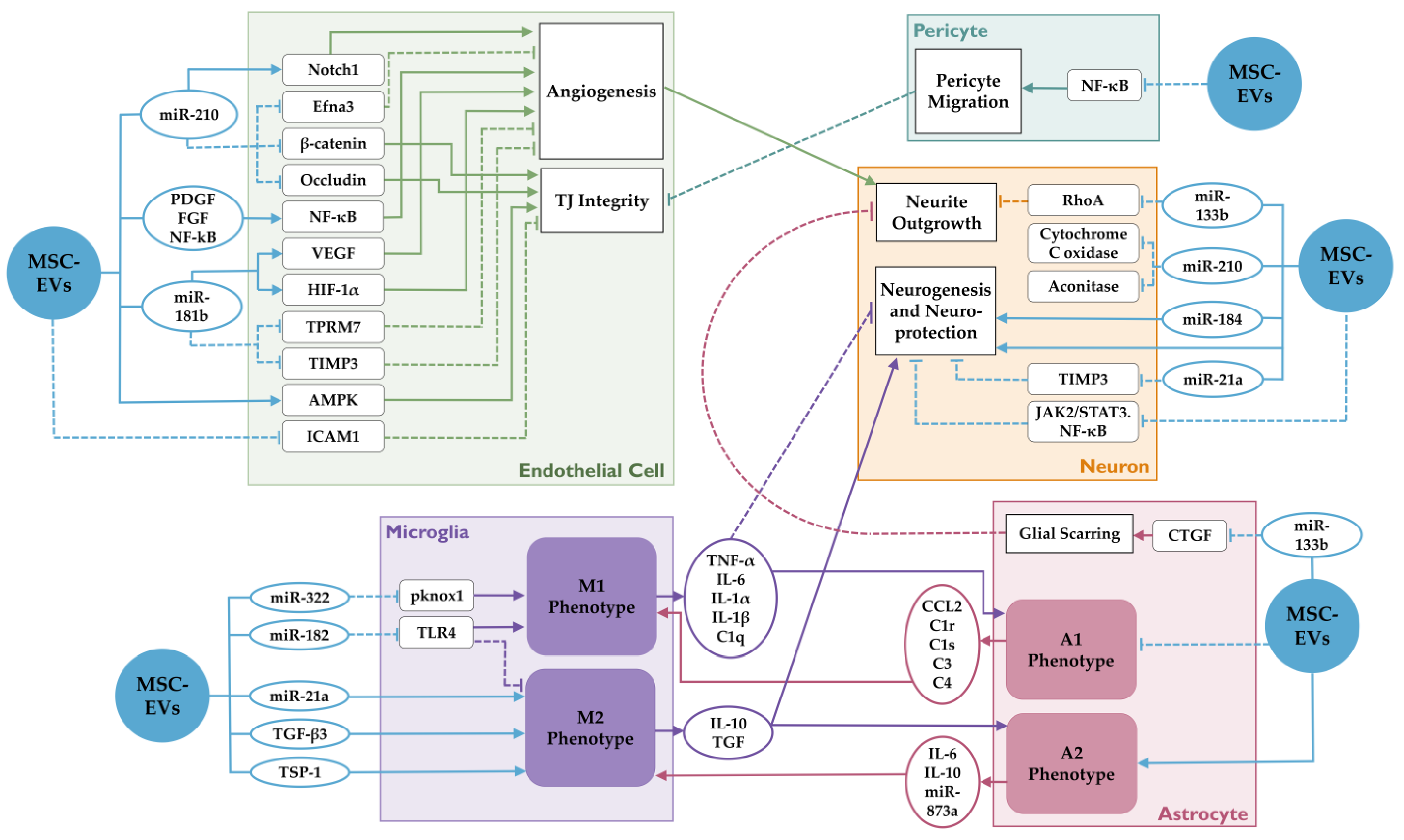 Cells 10 00767 g001 Cells 10 00767 g001