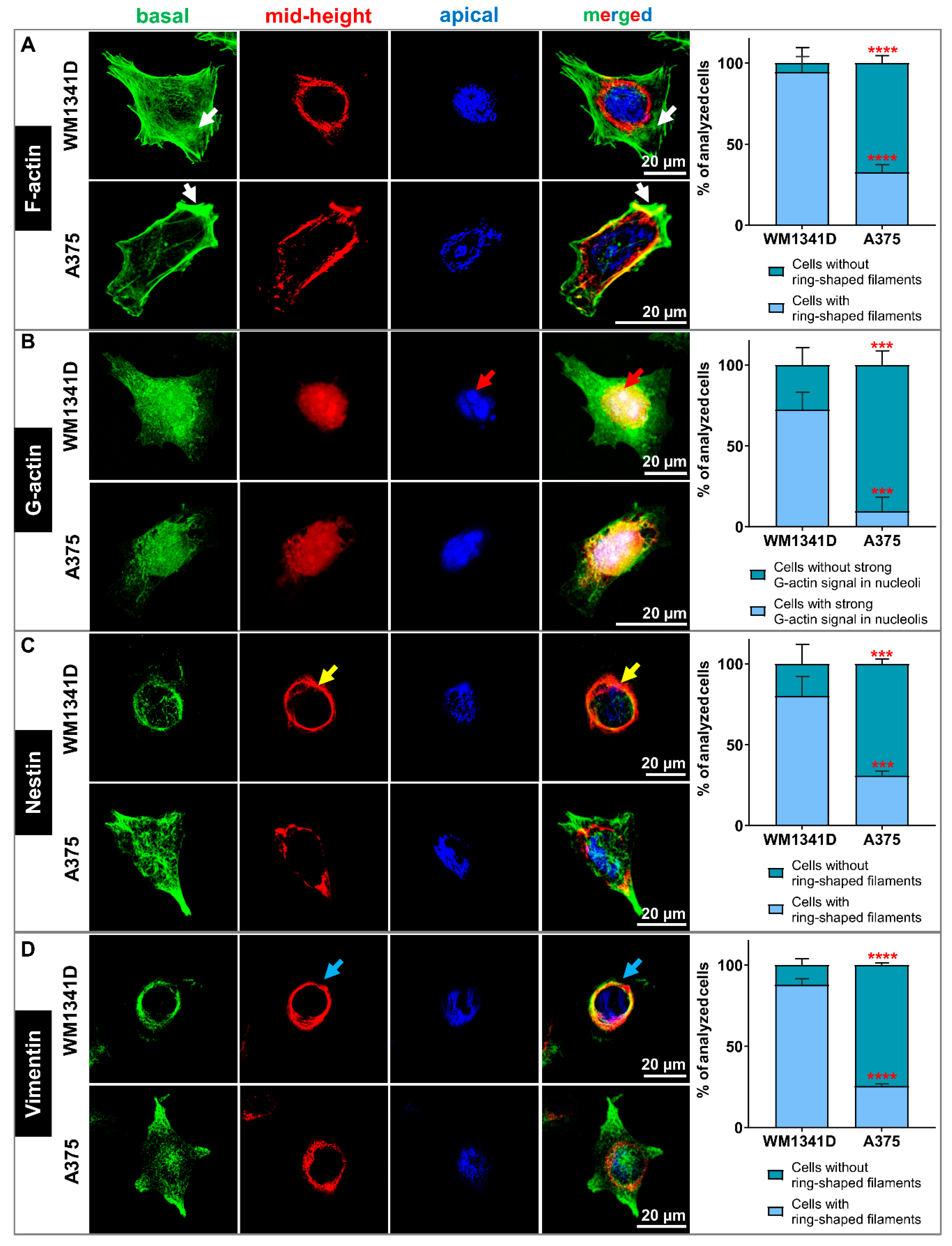 Cells 10 00769 g005 Cells 10 00769 g005