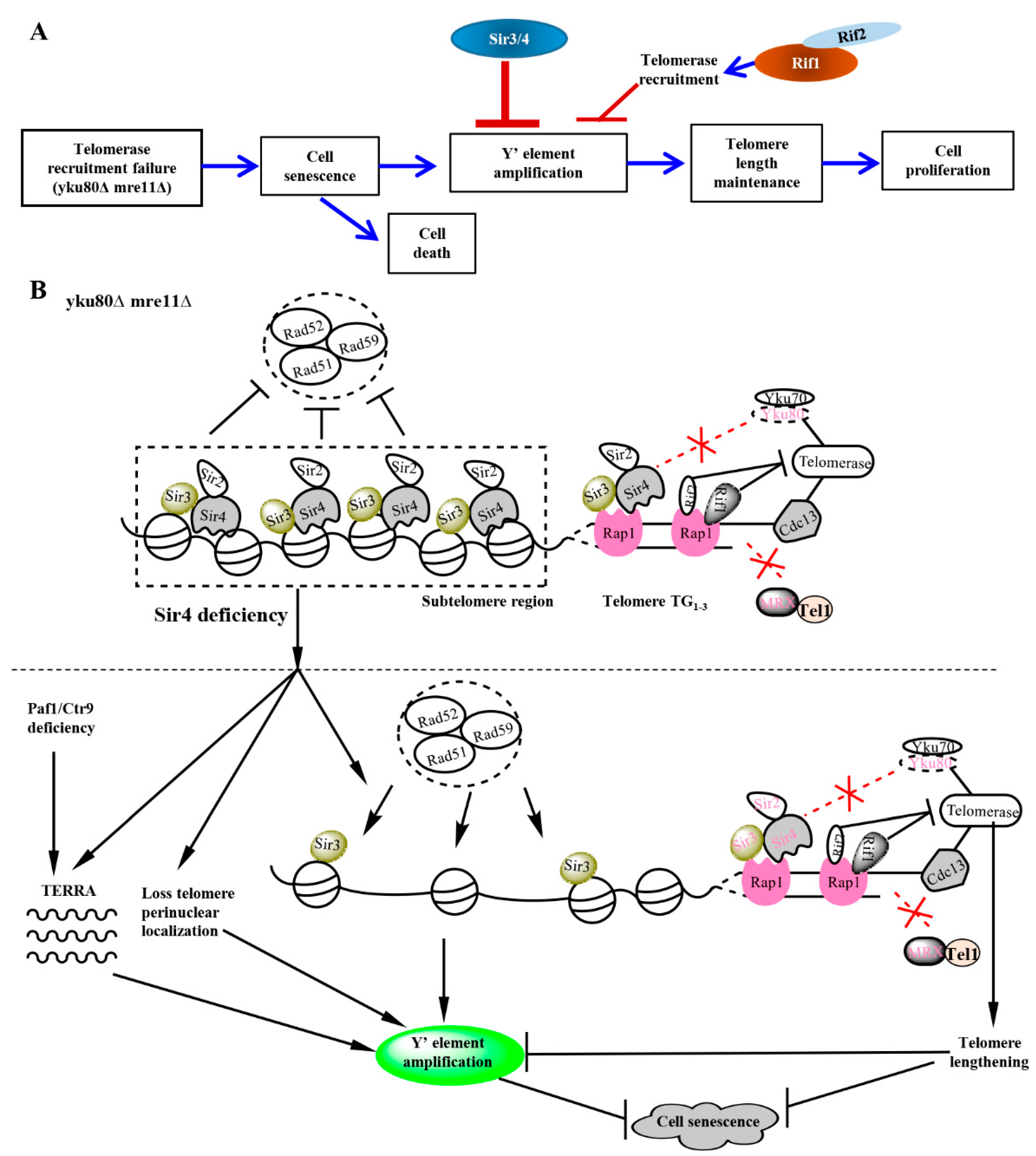 Cells 10 00778 g006 Cells 10 00778 g006