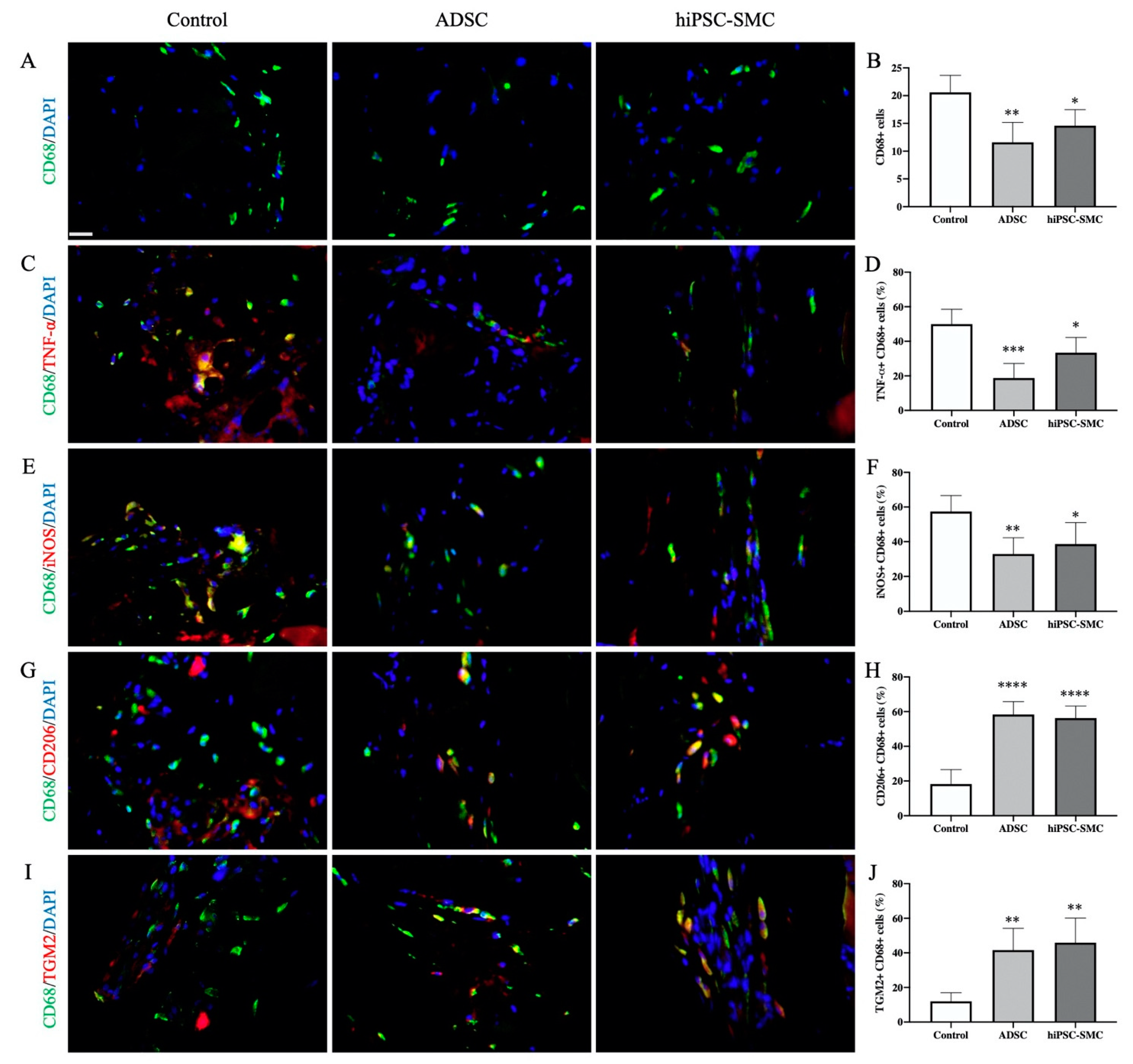 Cells 10 00792 g007 Cells 10 00792 g007