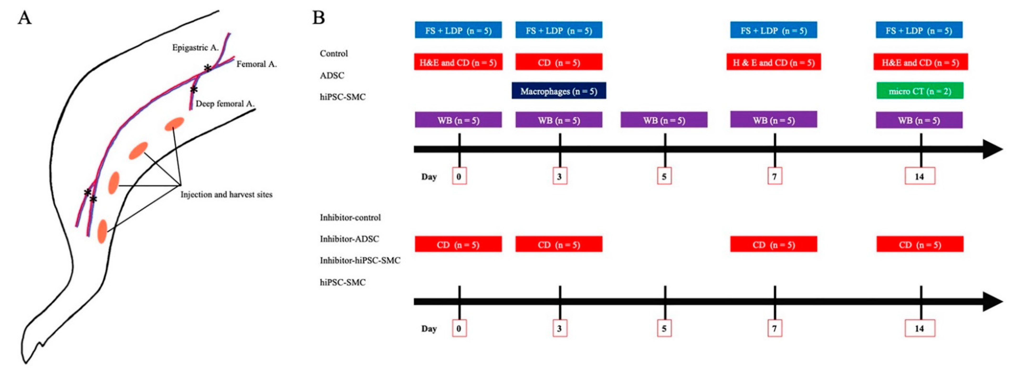 Cells 10 00792 g0a1 Cells 10 00792 g0a1