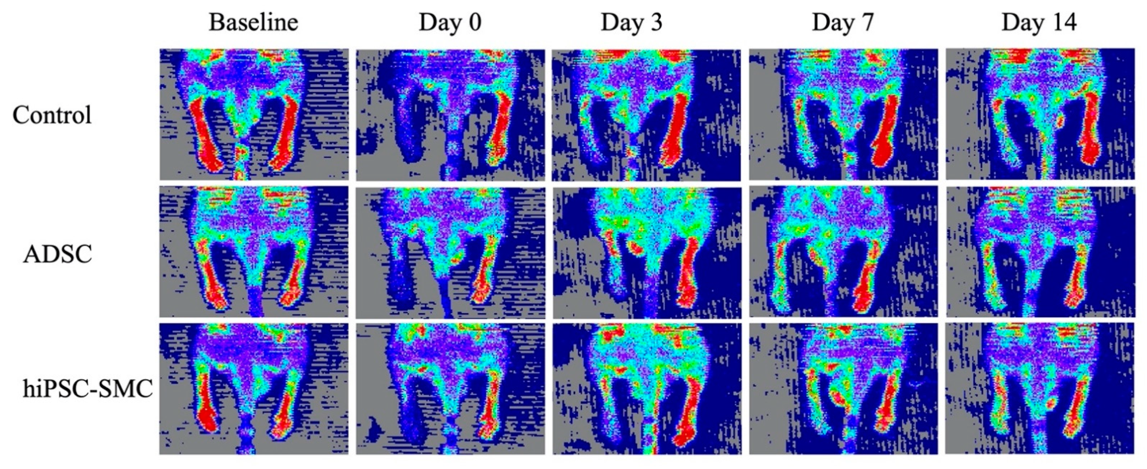 Cells 10 00792 g0a2 Cells 10 00792 g0a2