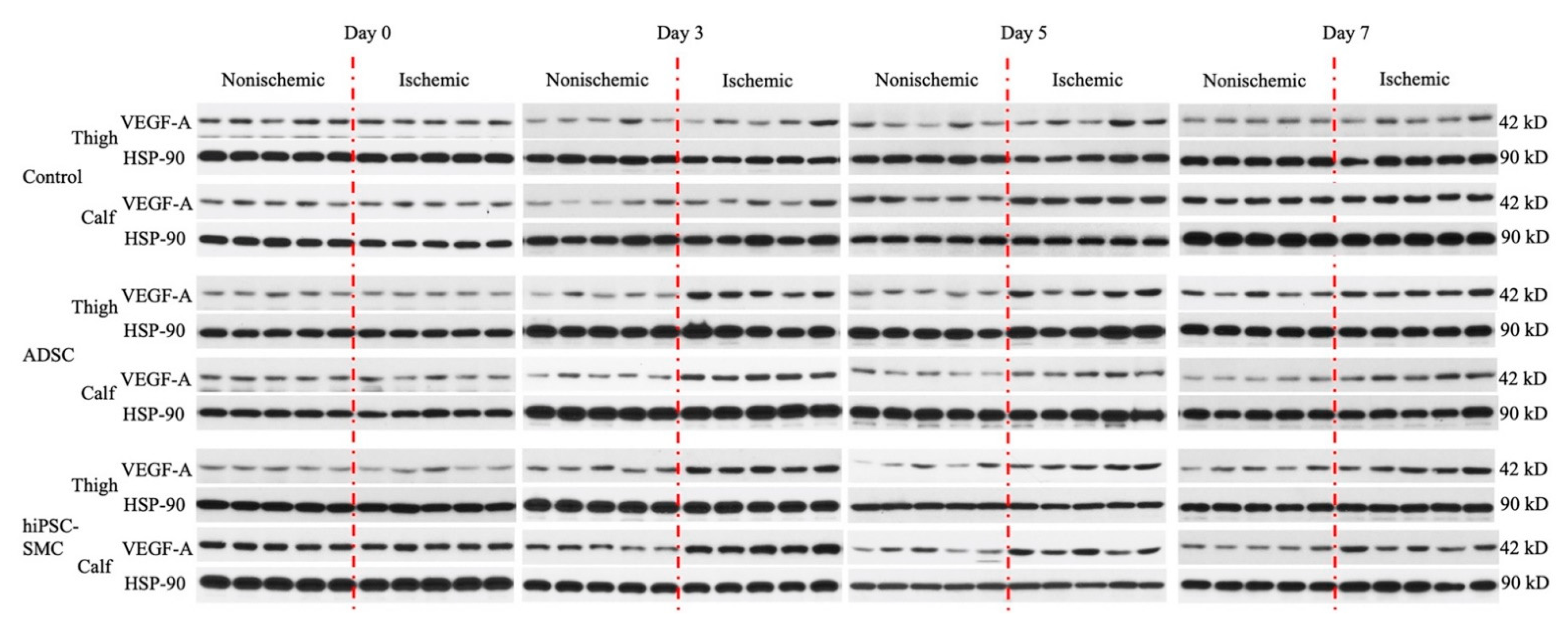Cells 10 00792 g0a3 Cells 10 00792 g0a3