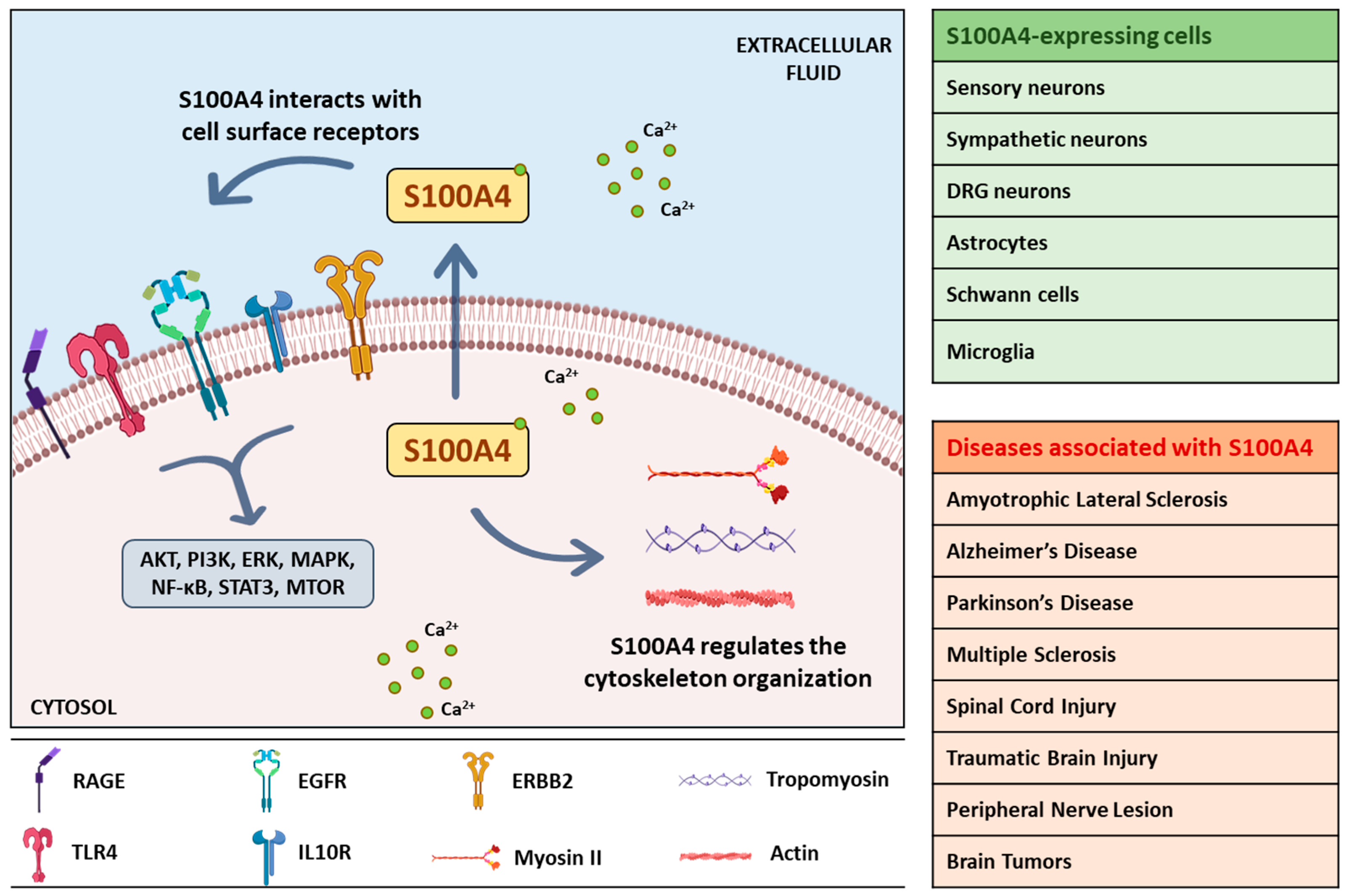 Cells 10 00798 g002 Cells 10 00798 g002