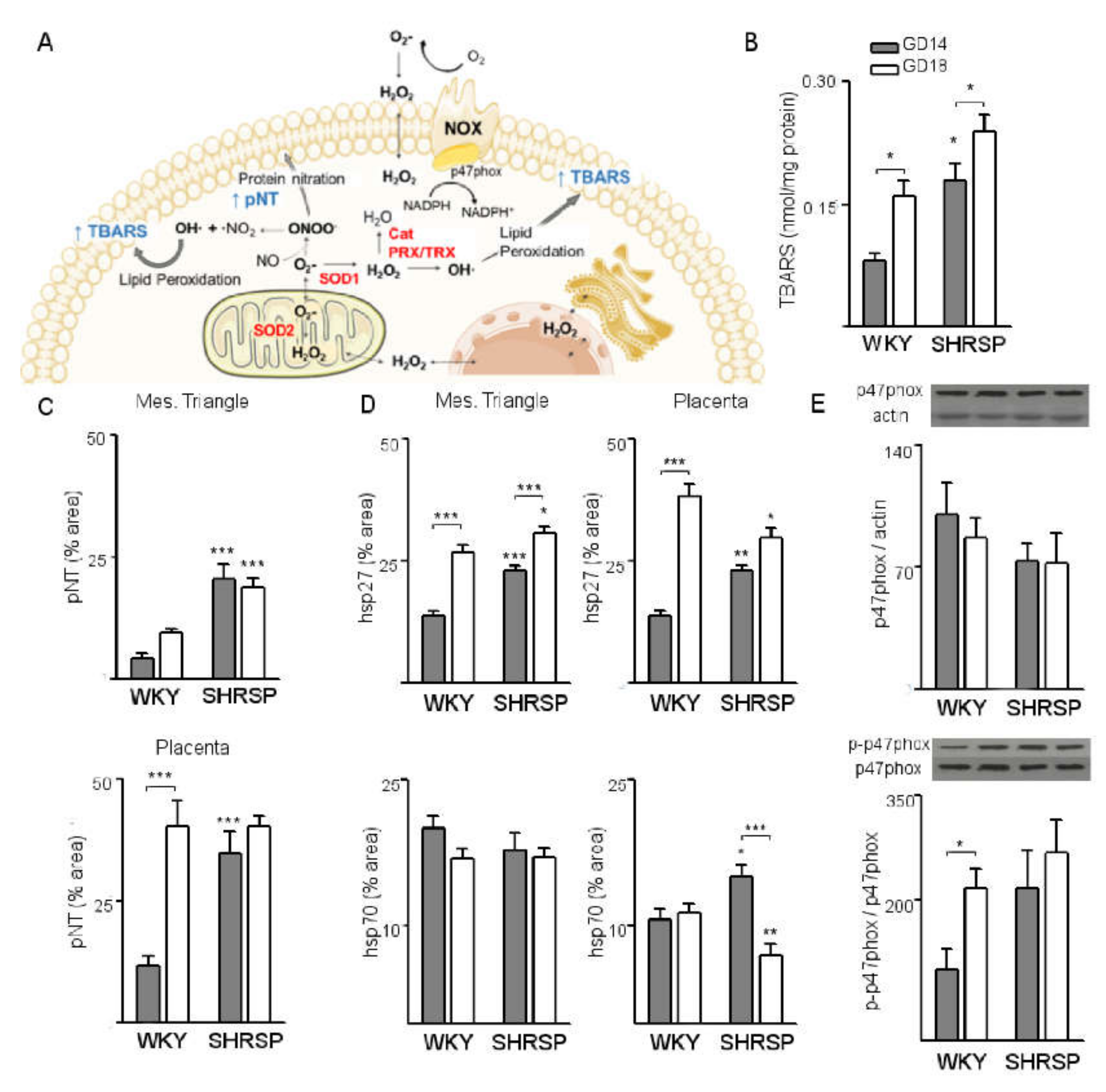 Cells 10 00800 g002 Cells 10 00800 g002