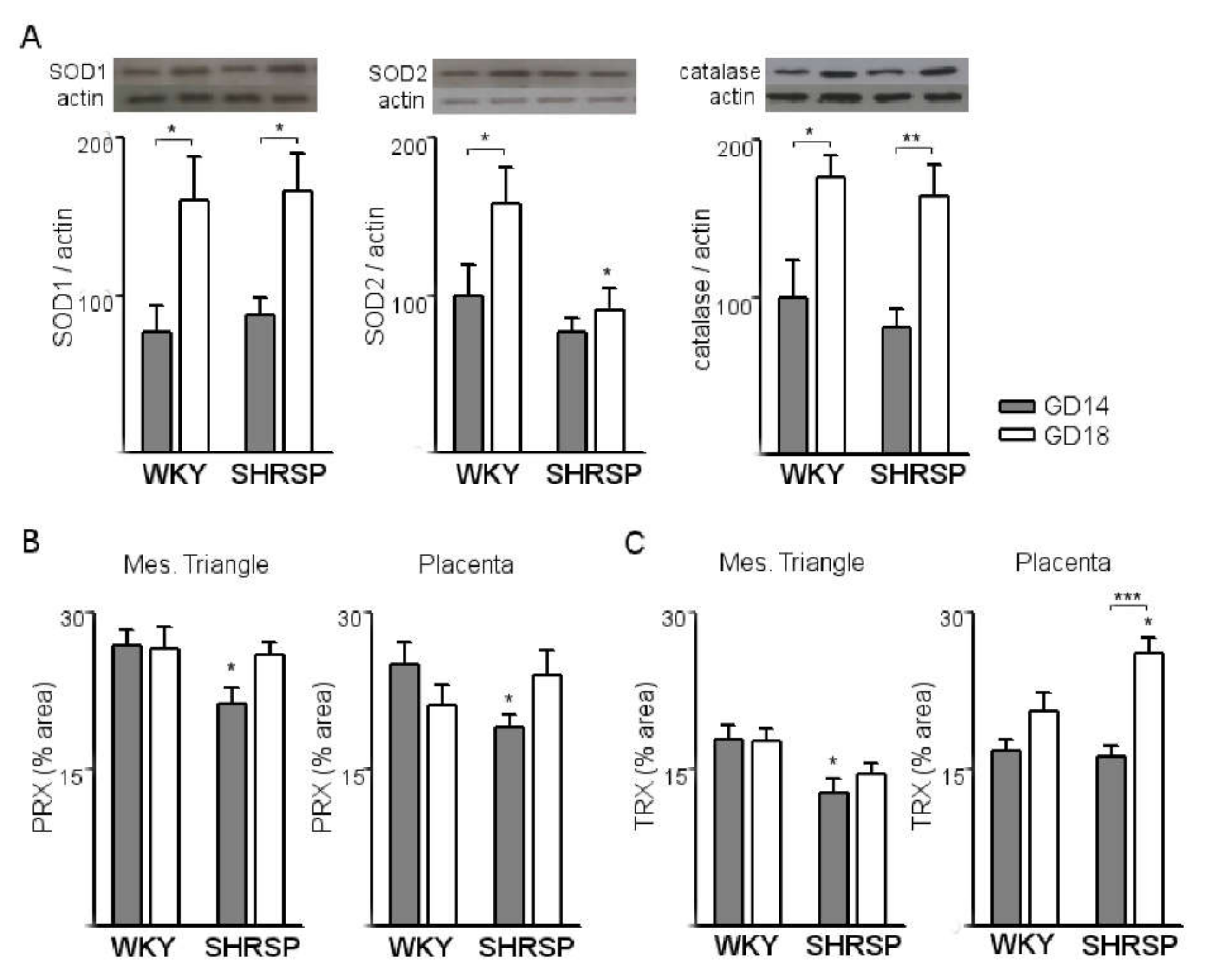 Cells 10 00800 g003 Cells 10 00800 g003