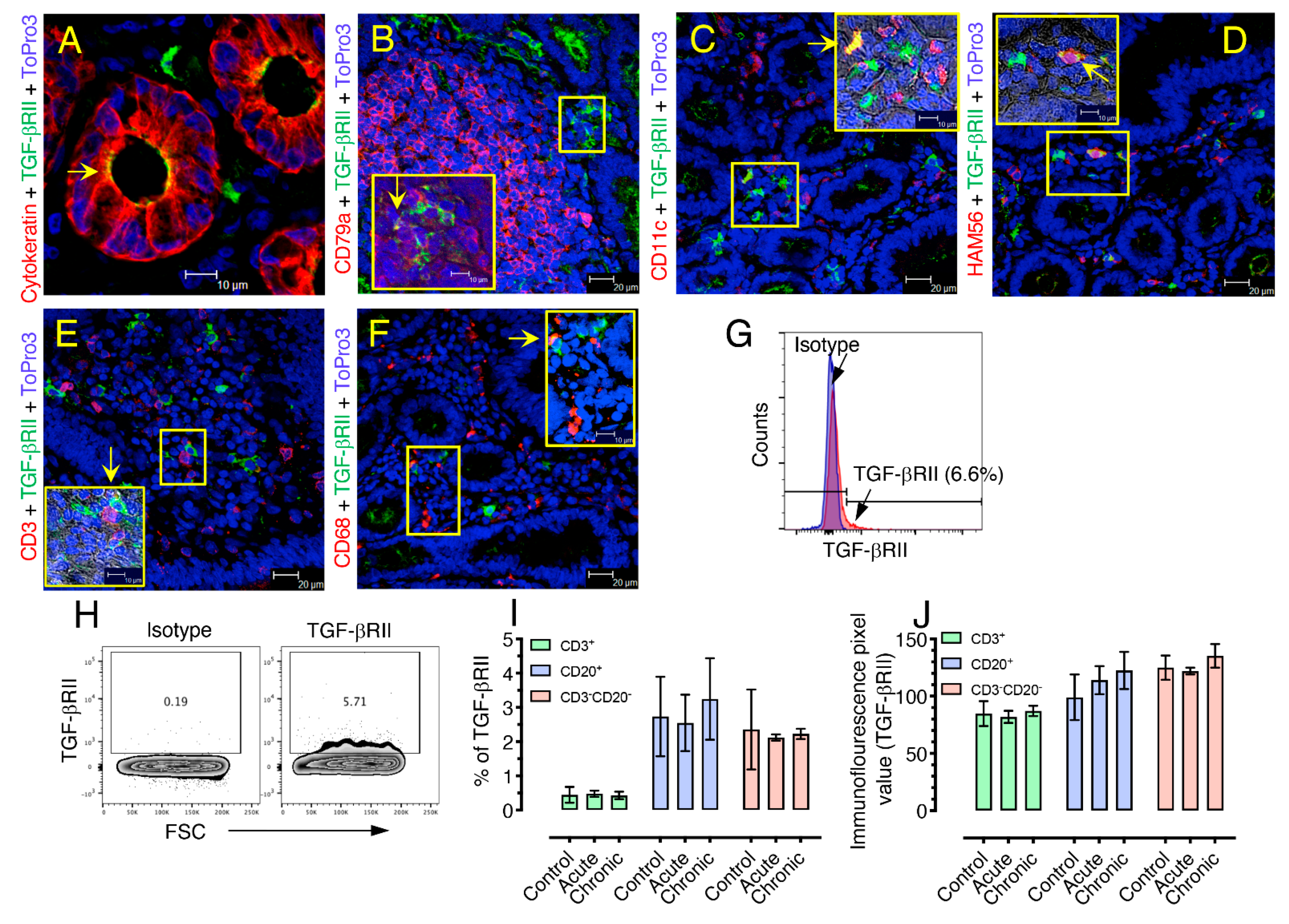 Cells 10 00806 g004 Cells 10 00806 g004