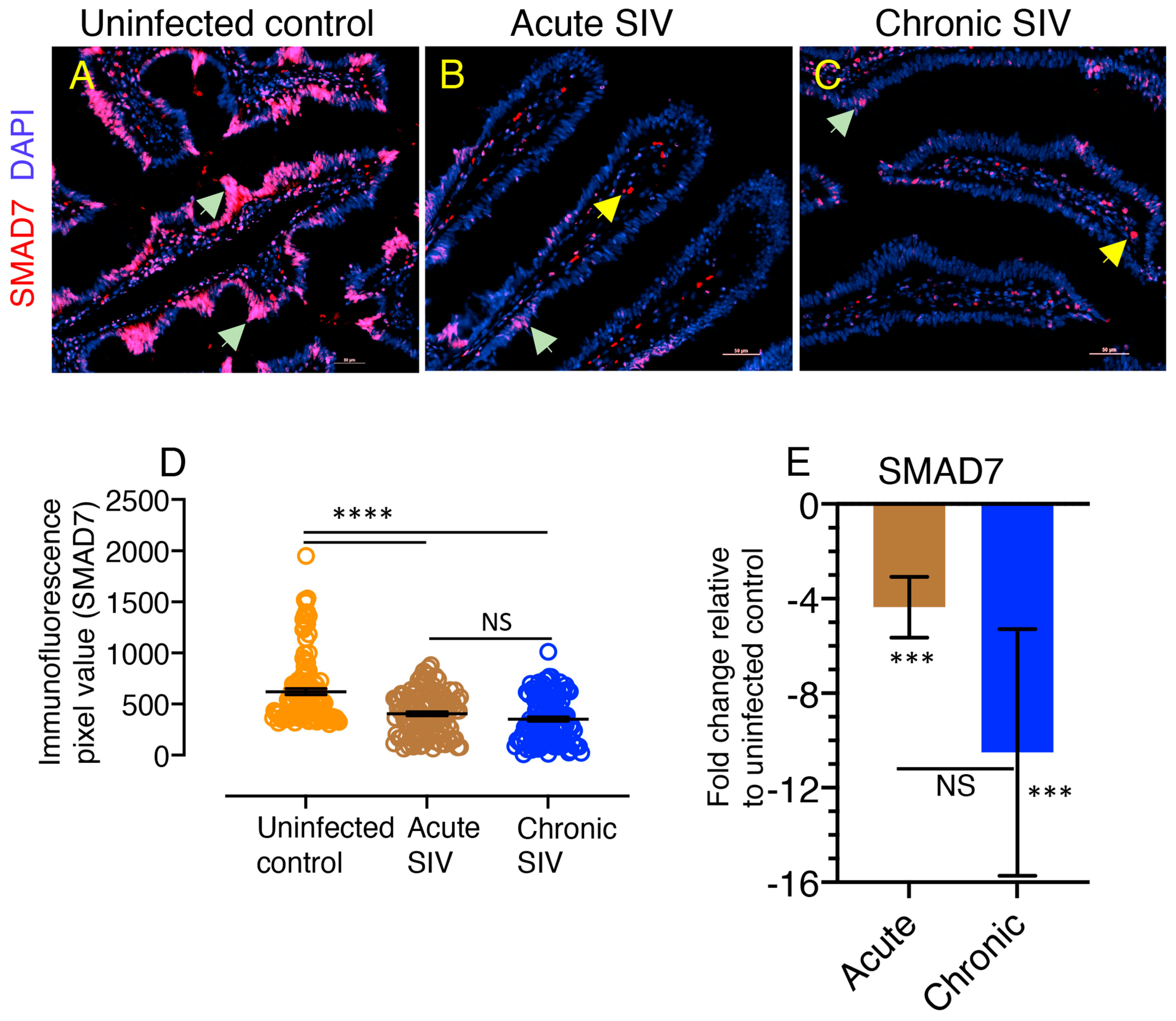 Cells 10 00806 g006 Cells 10 00806 g006