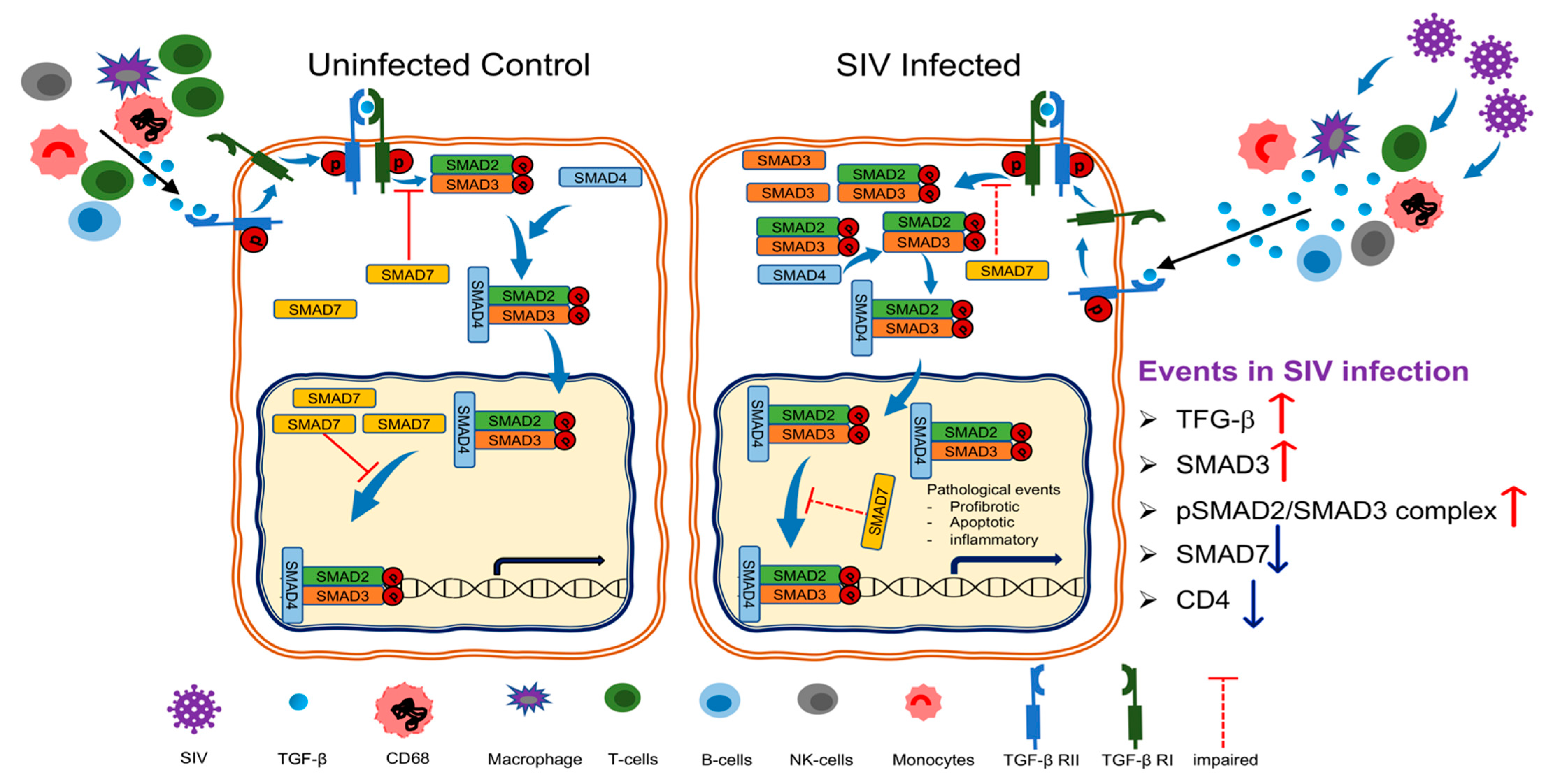 Cells 10 00806 g007 Cells 10 00806 g007