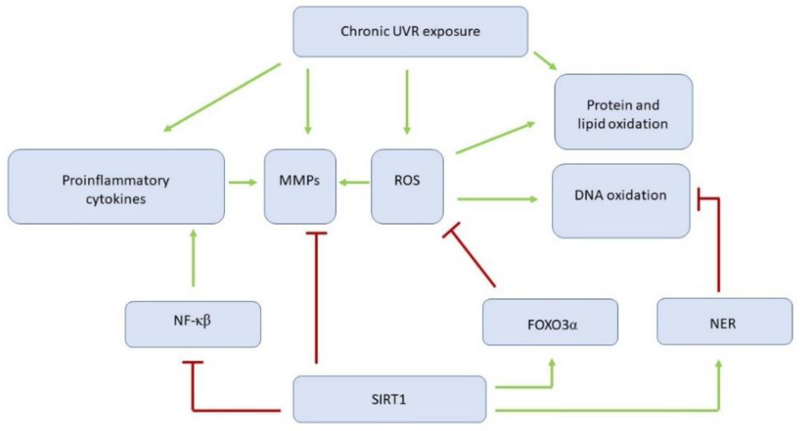 anti aging gén sirt1 mitokondrium