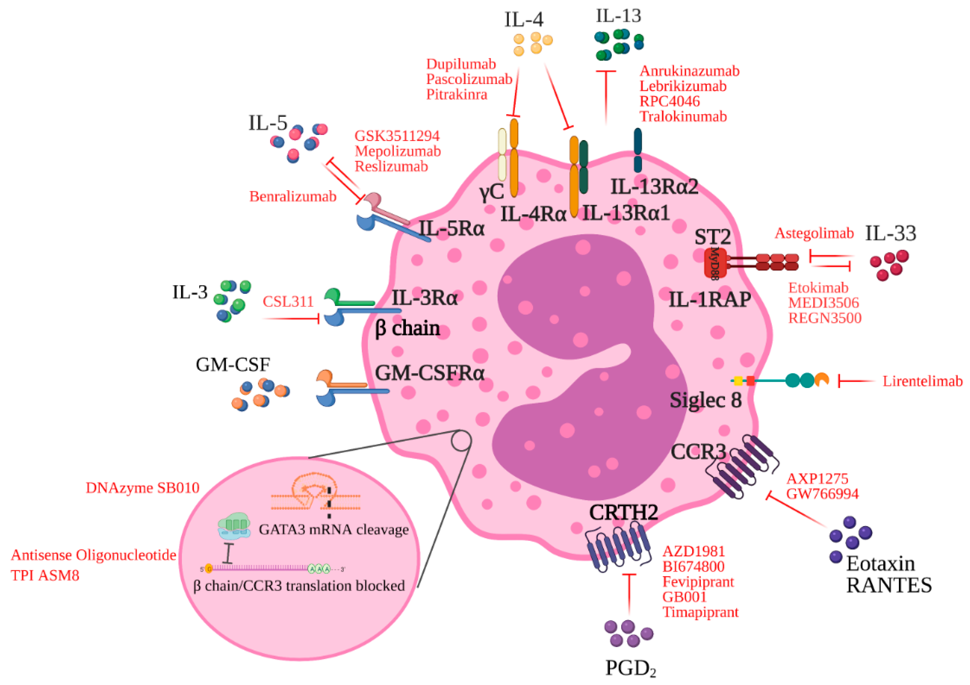 Cells Free FullText Regulation of Eosinophilia in Asthma—New