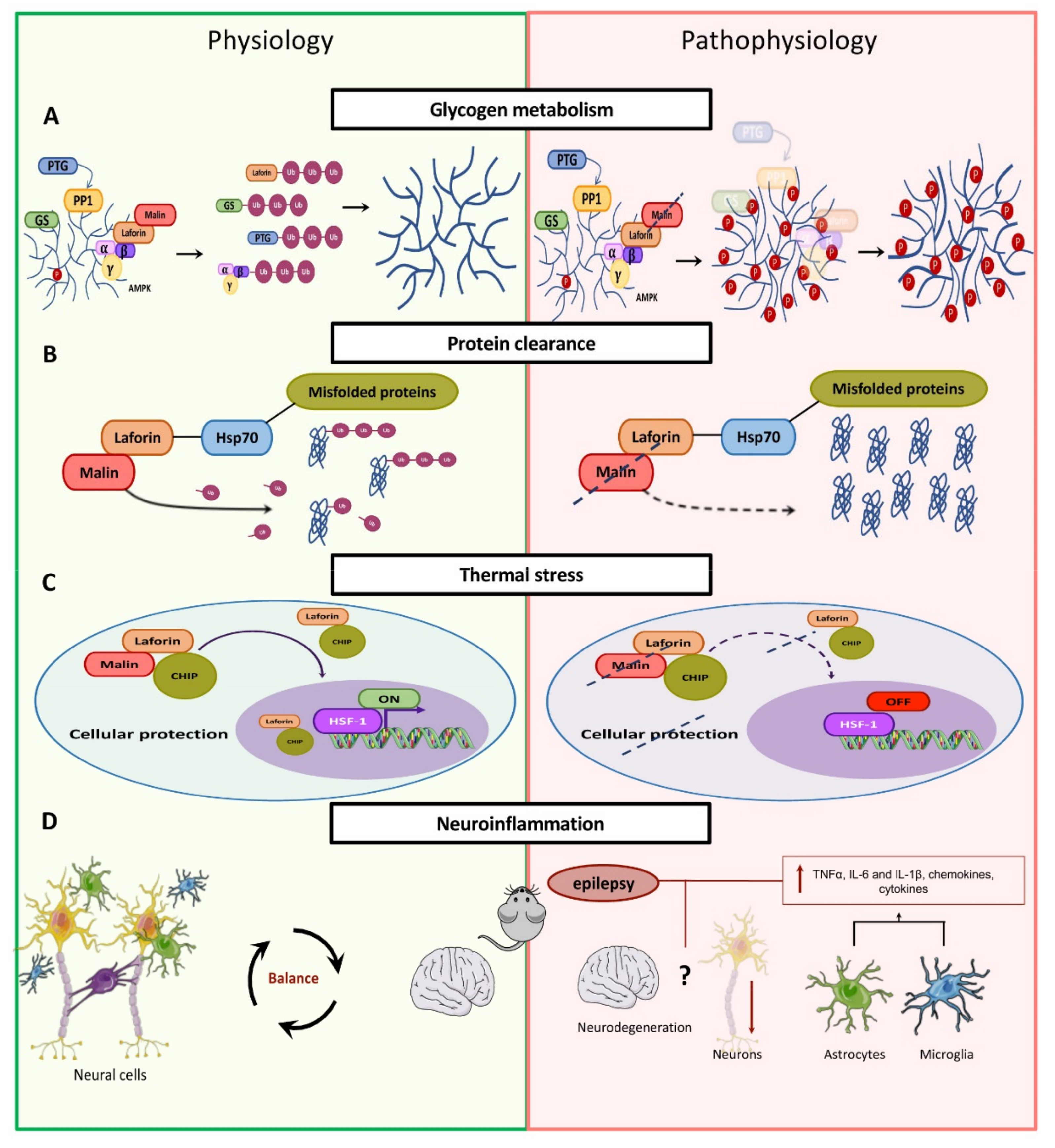 Cells 10 00820 g006 Cells 10 00820 g006