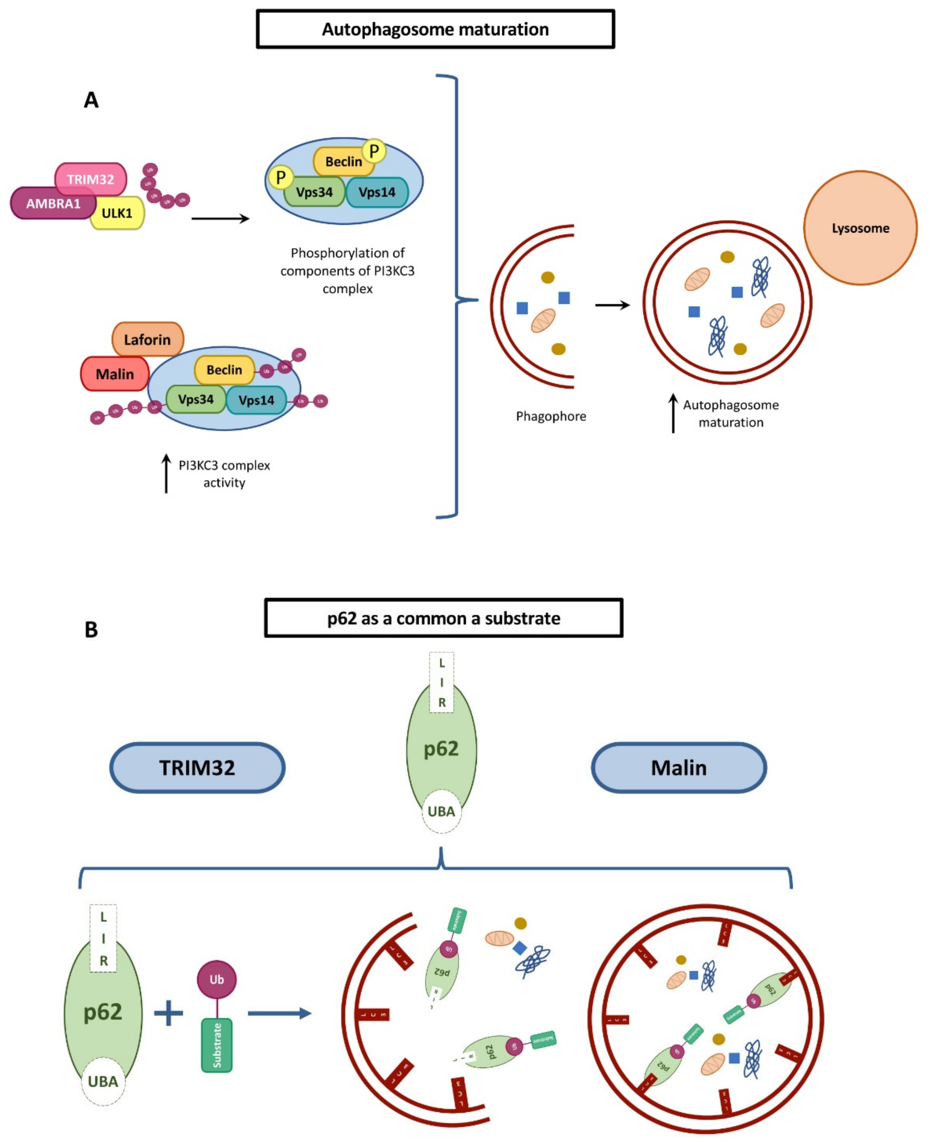 Cells 10 00820 g007 Cells 10 00820 g007
