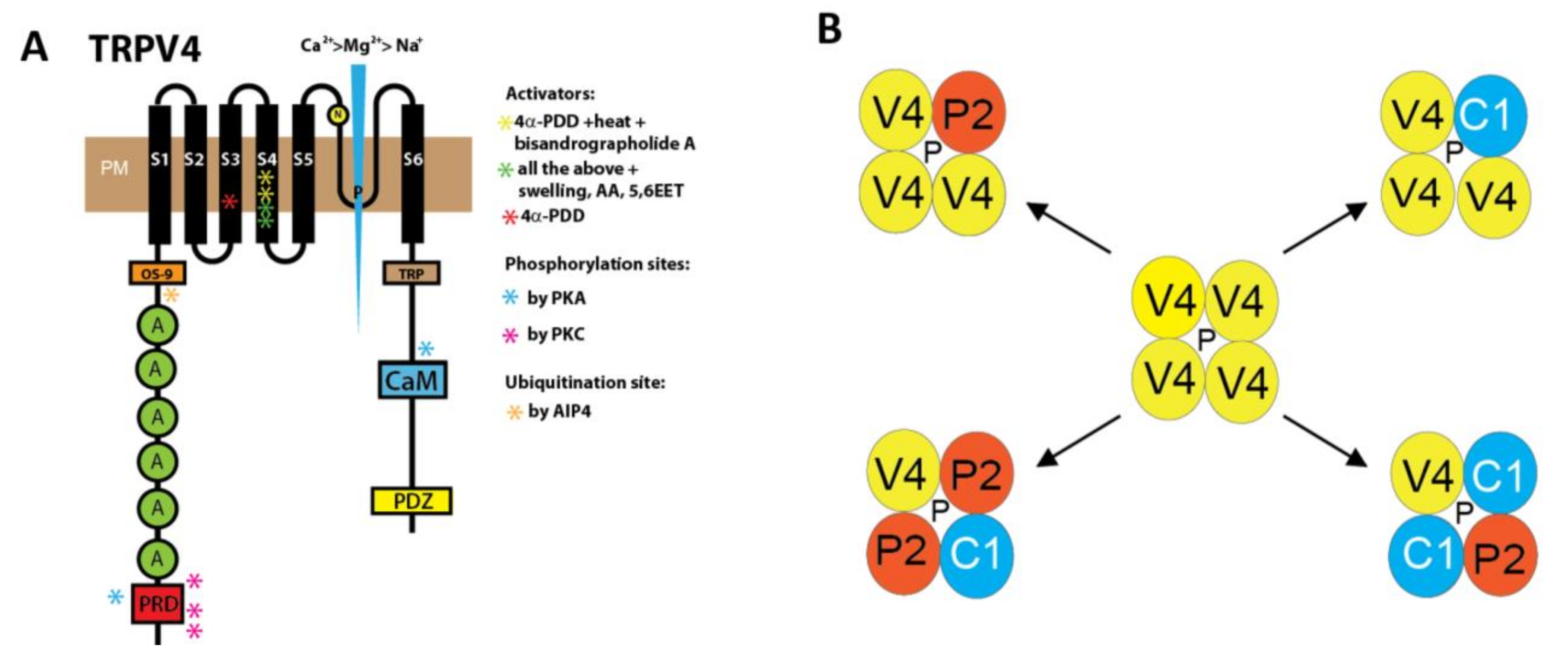 Cells 10 00822 g001 Cells 10 00822 g001