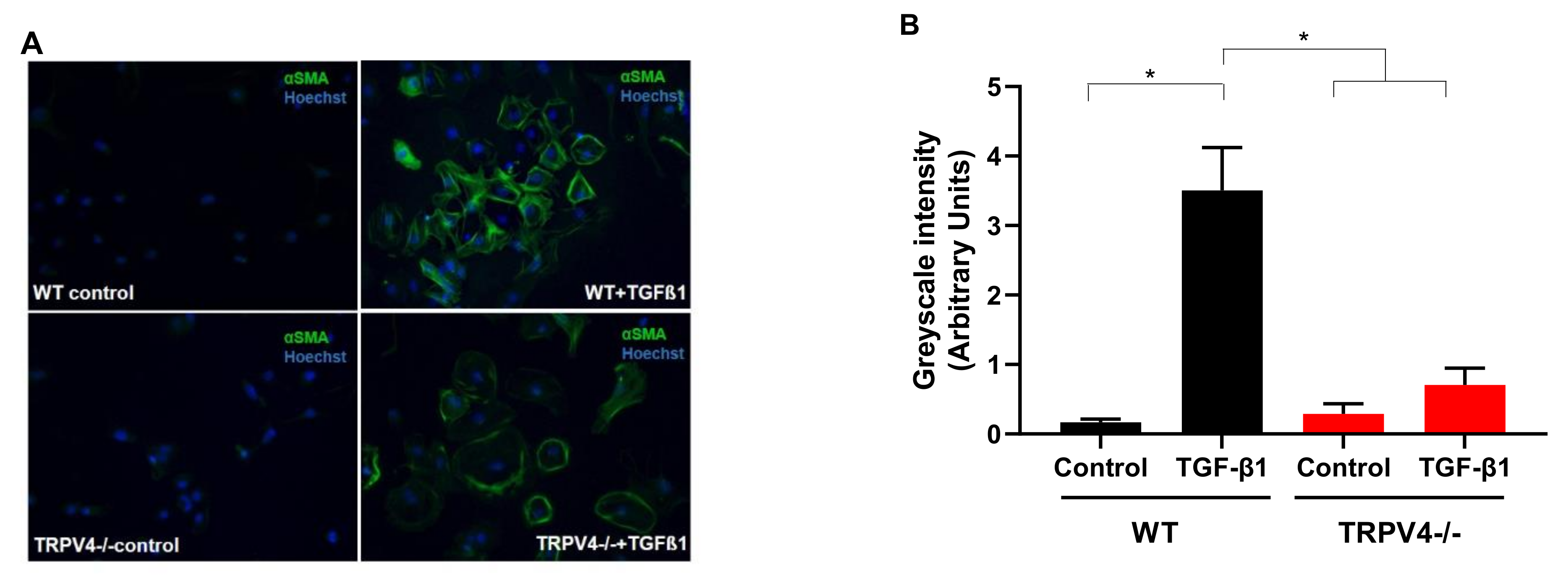 Cells 10 00822 g003 Cells 10 00822 g003
